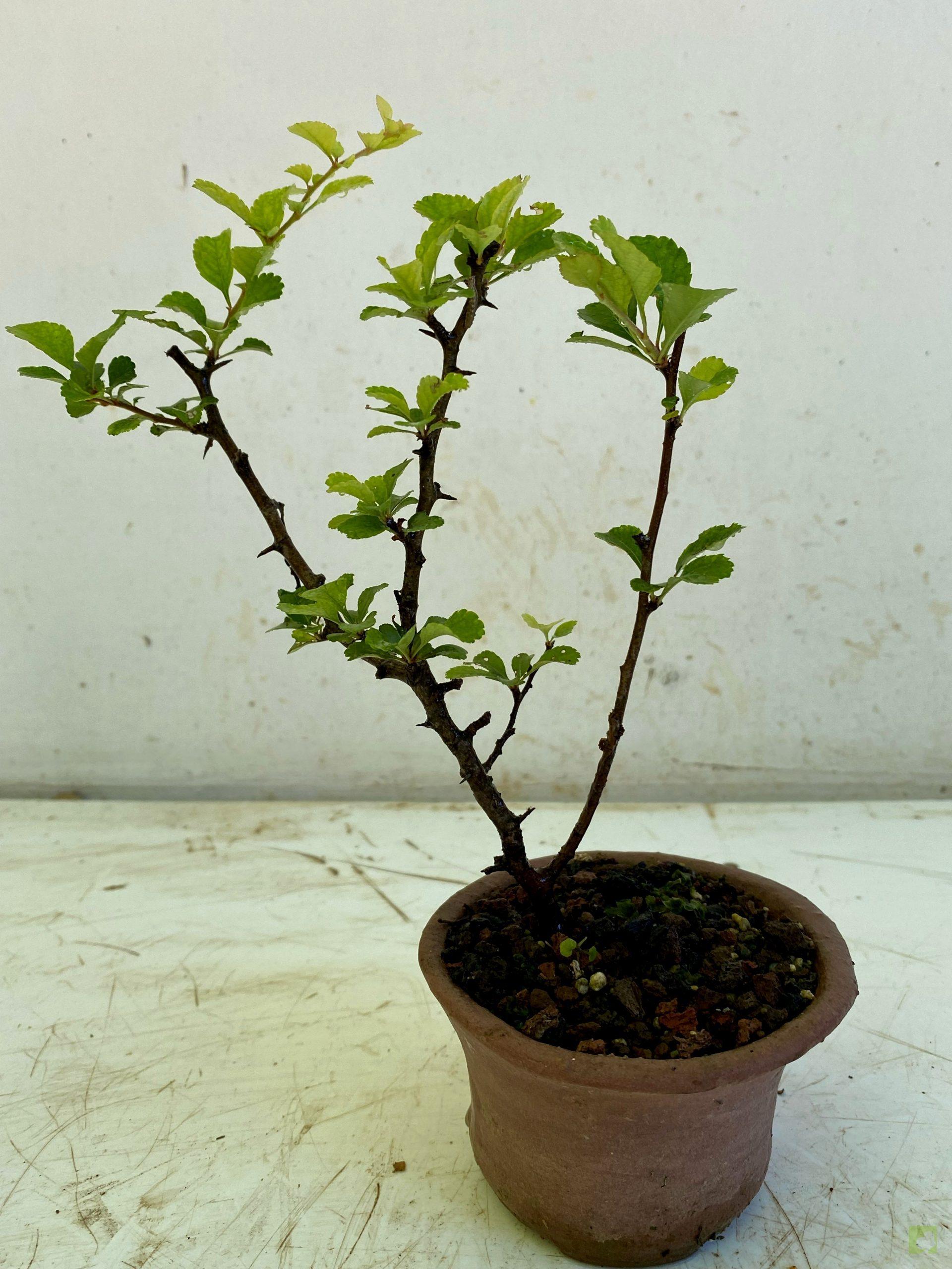 Processed with MOLDIV