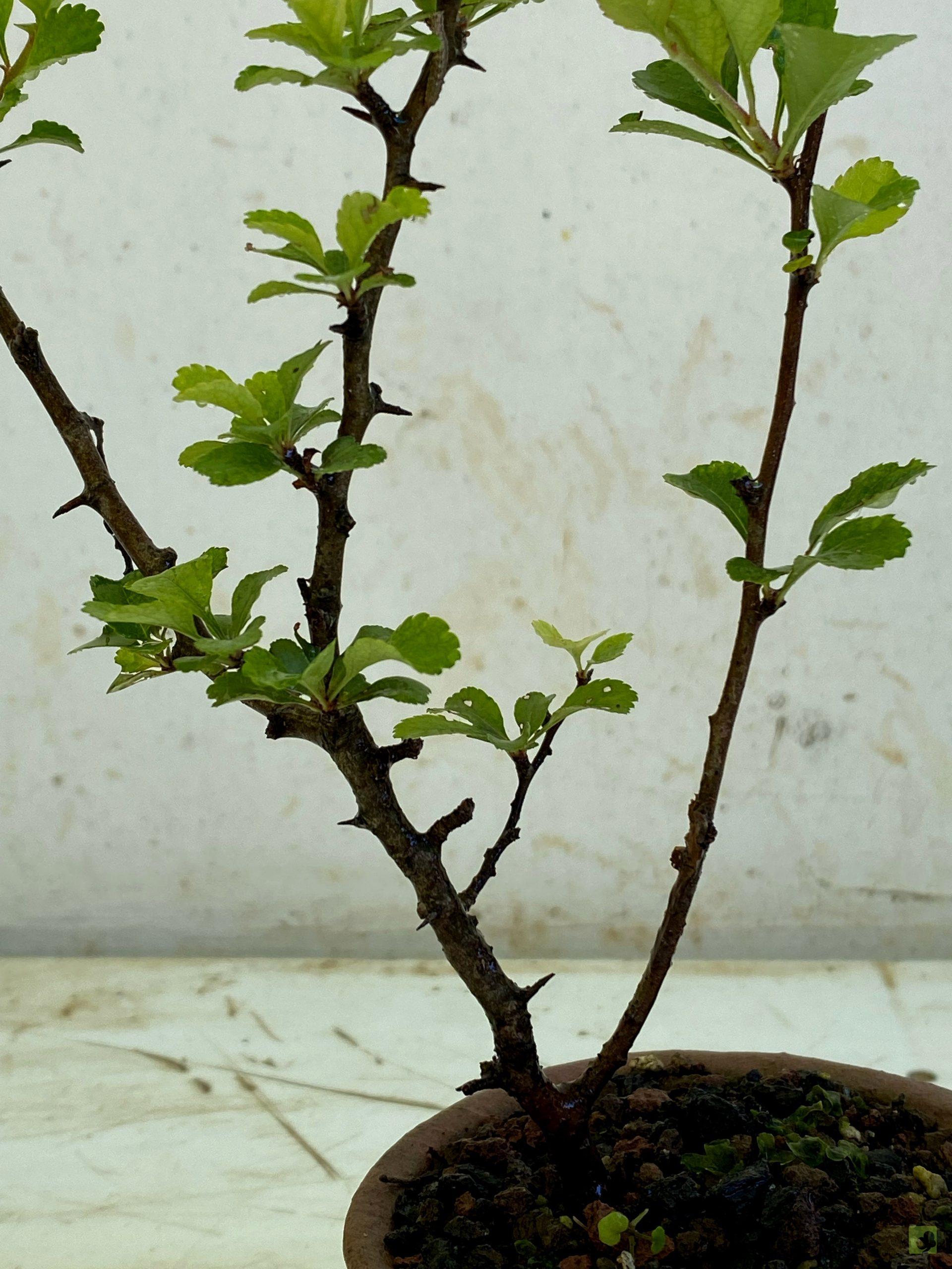 Processed with MOLDIV