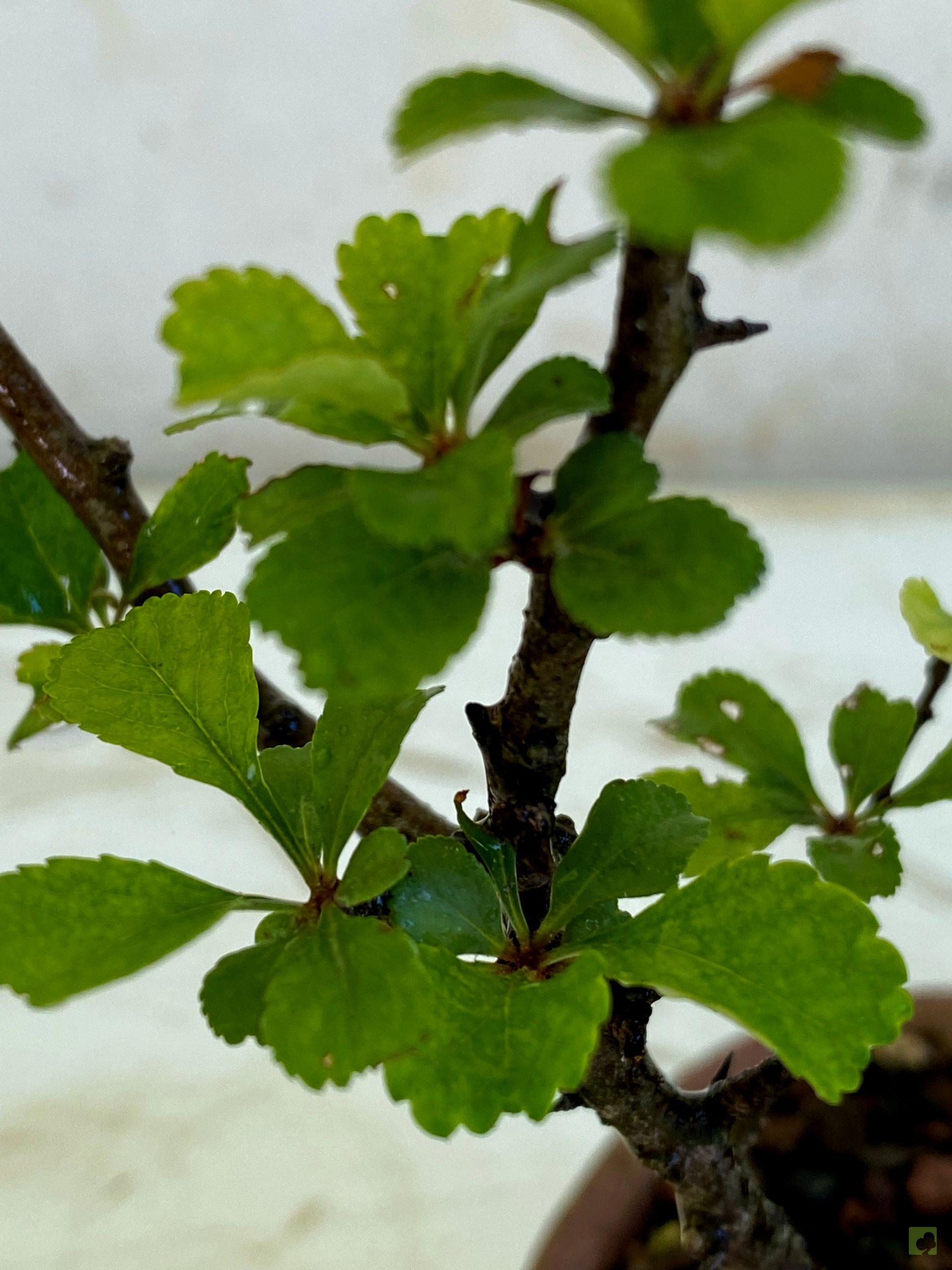 Processed with MOLDIV