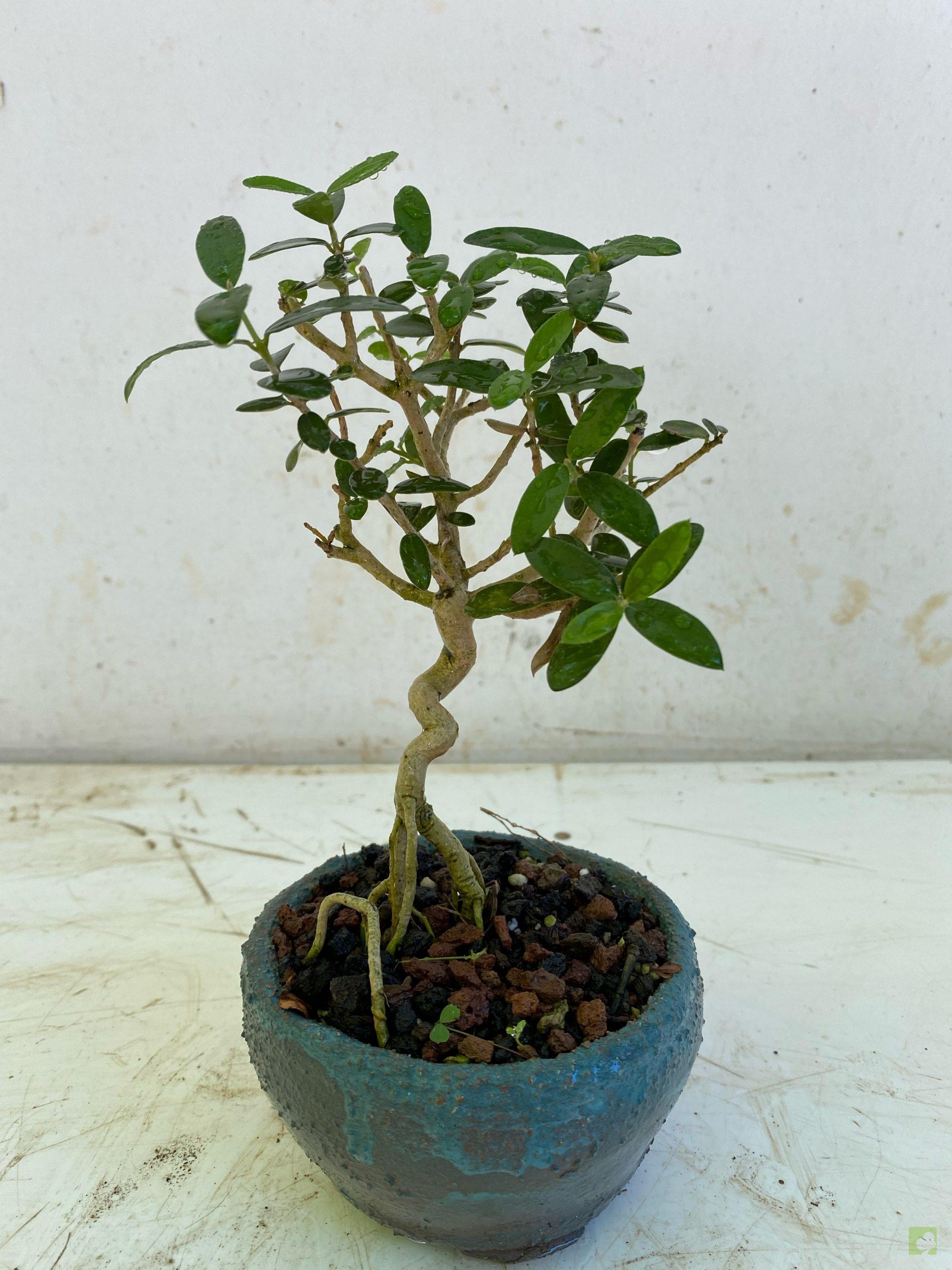 Processed with MOLDIV