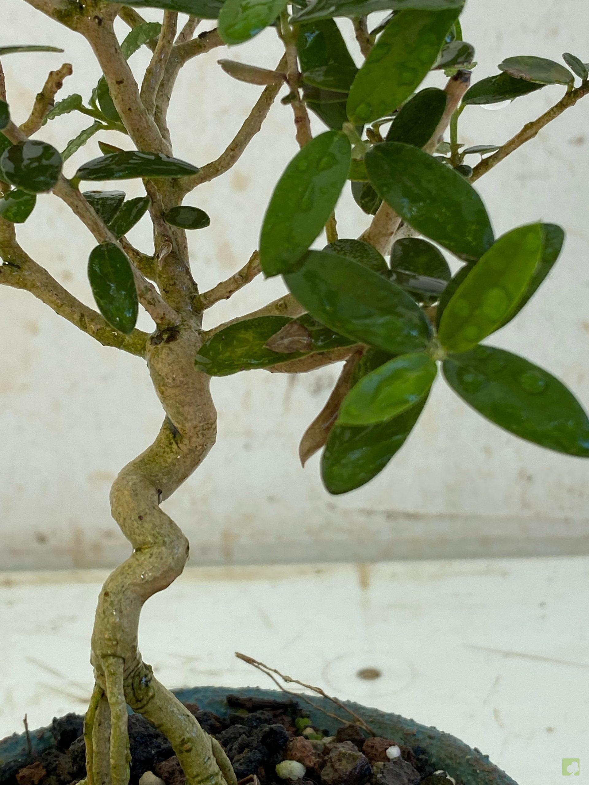 Processed with MOLDIV