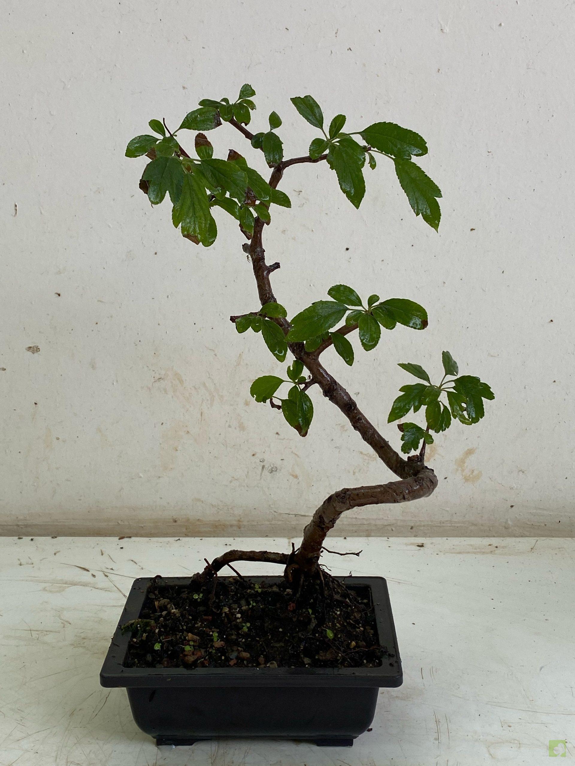 Processed with MOLDIV