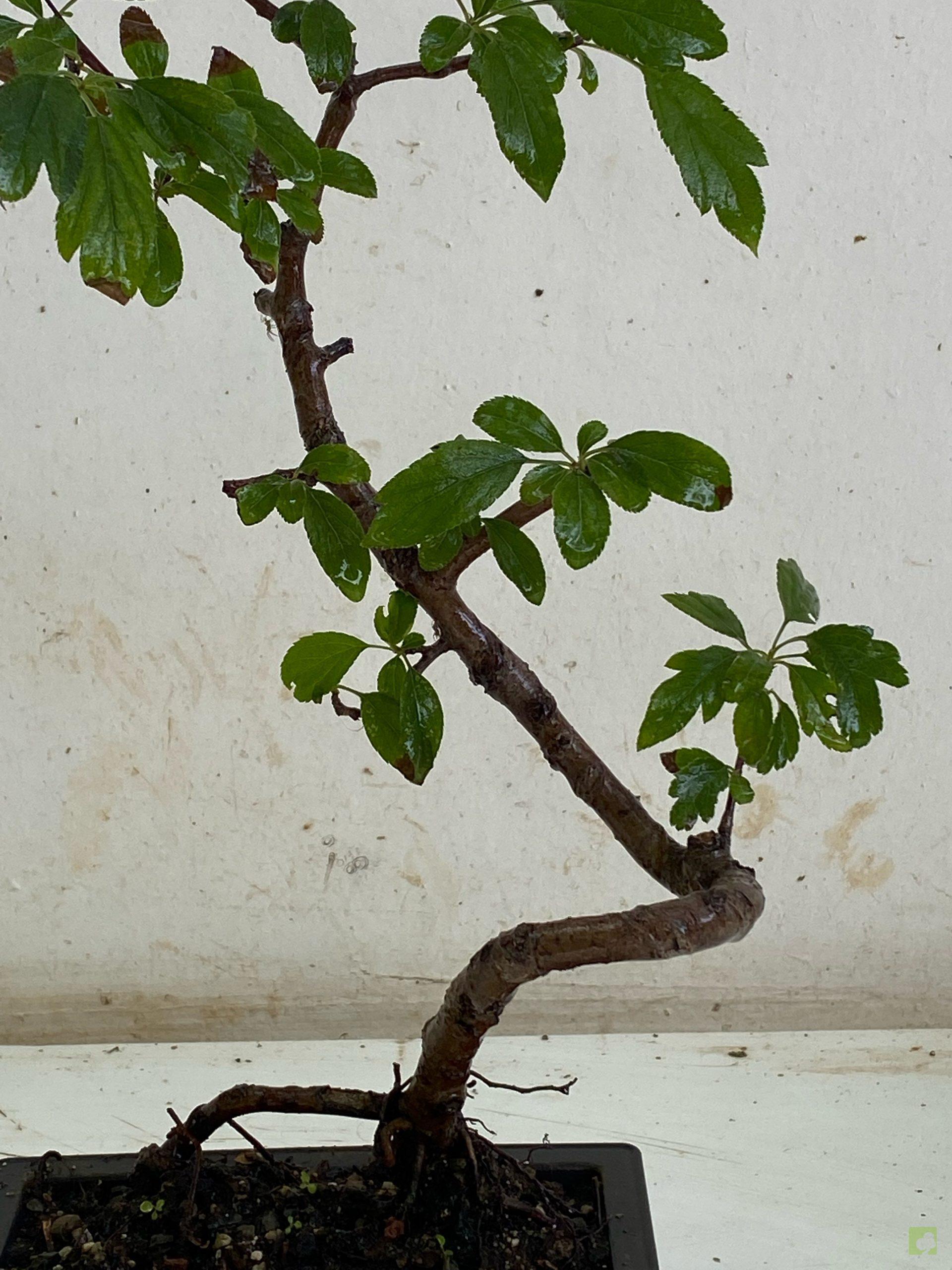 Processed with MOLDIV