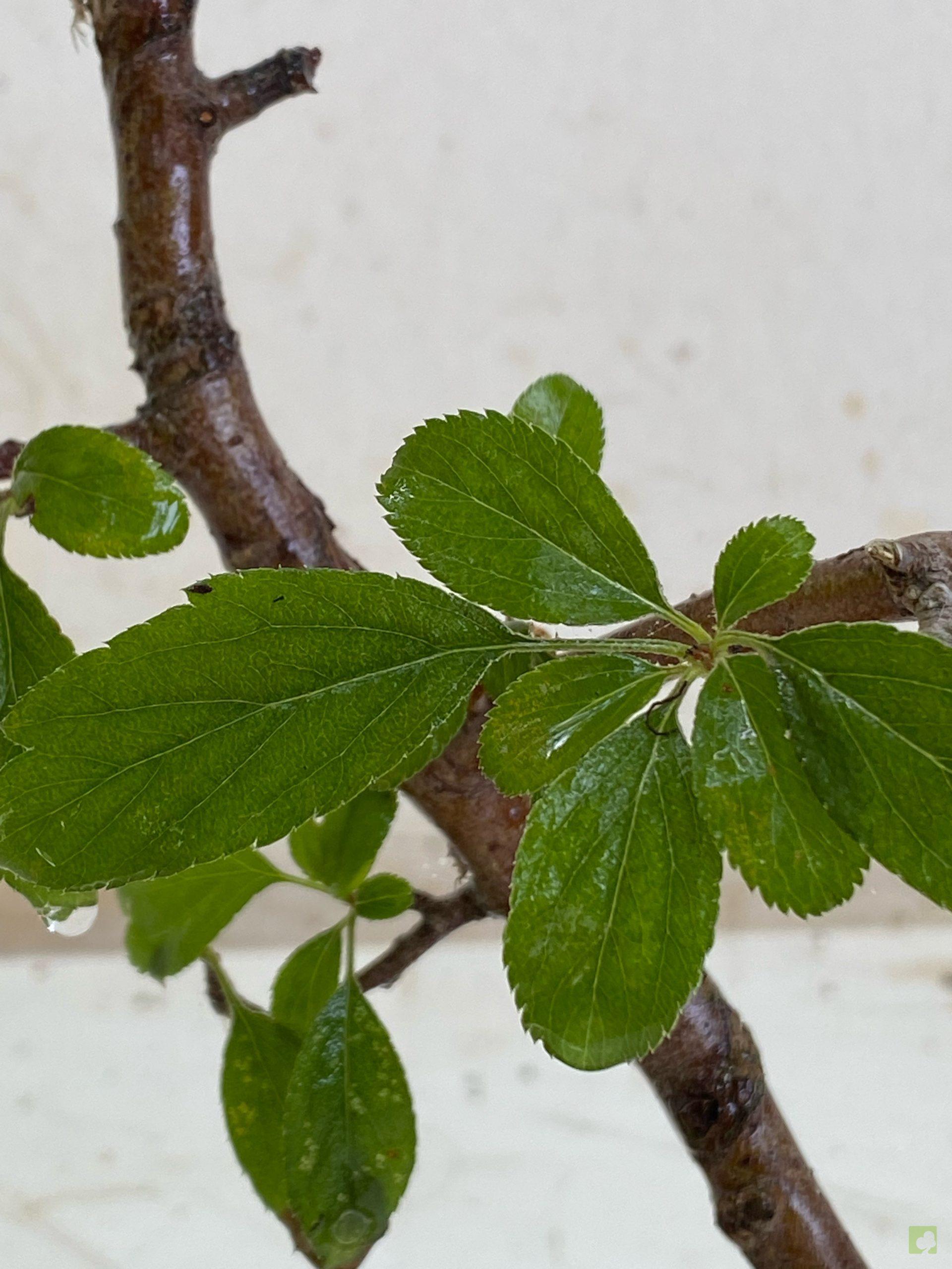 Processed with MOLDIV