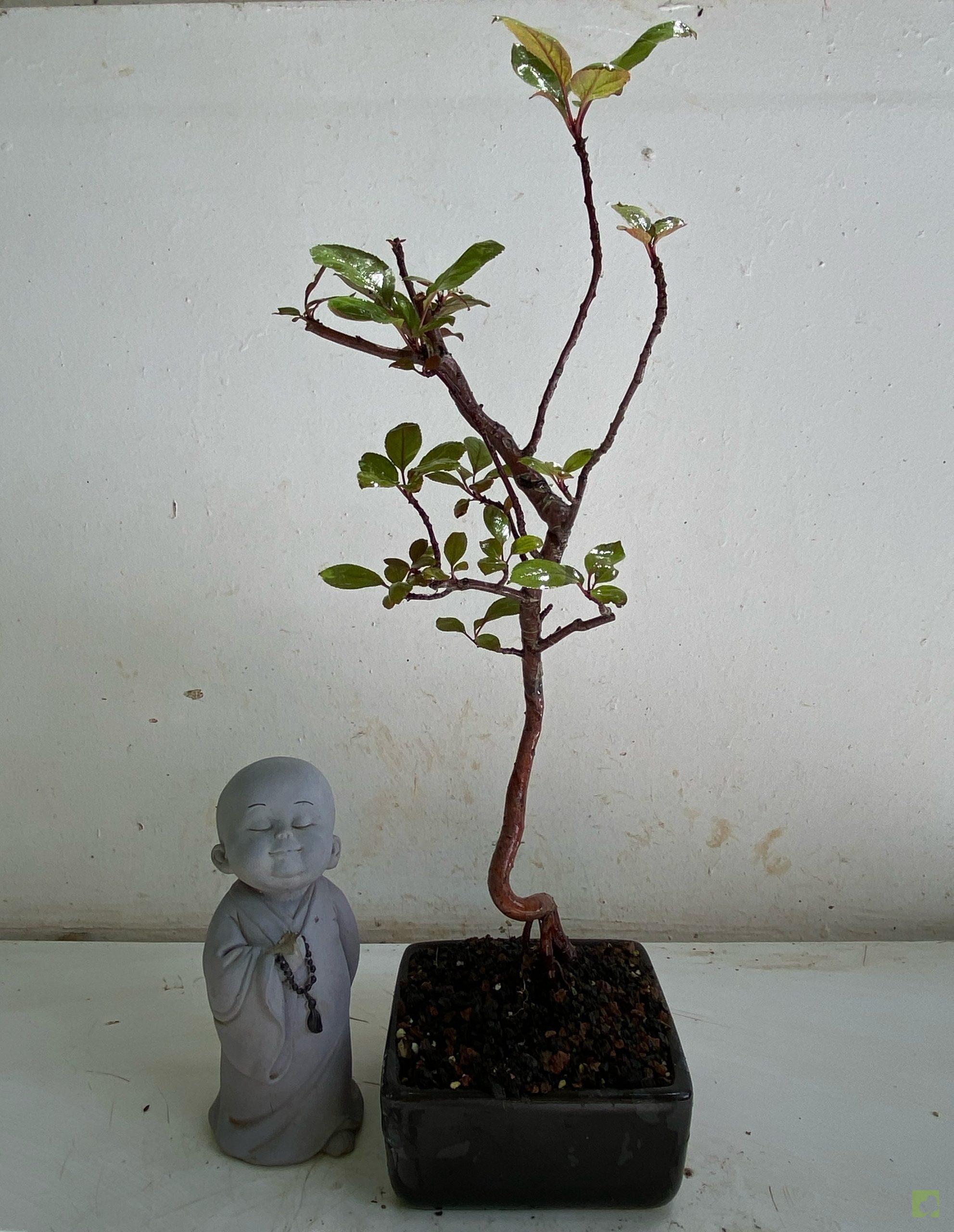 Processed with MOLDIV