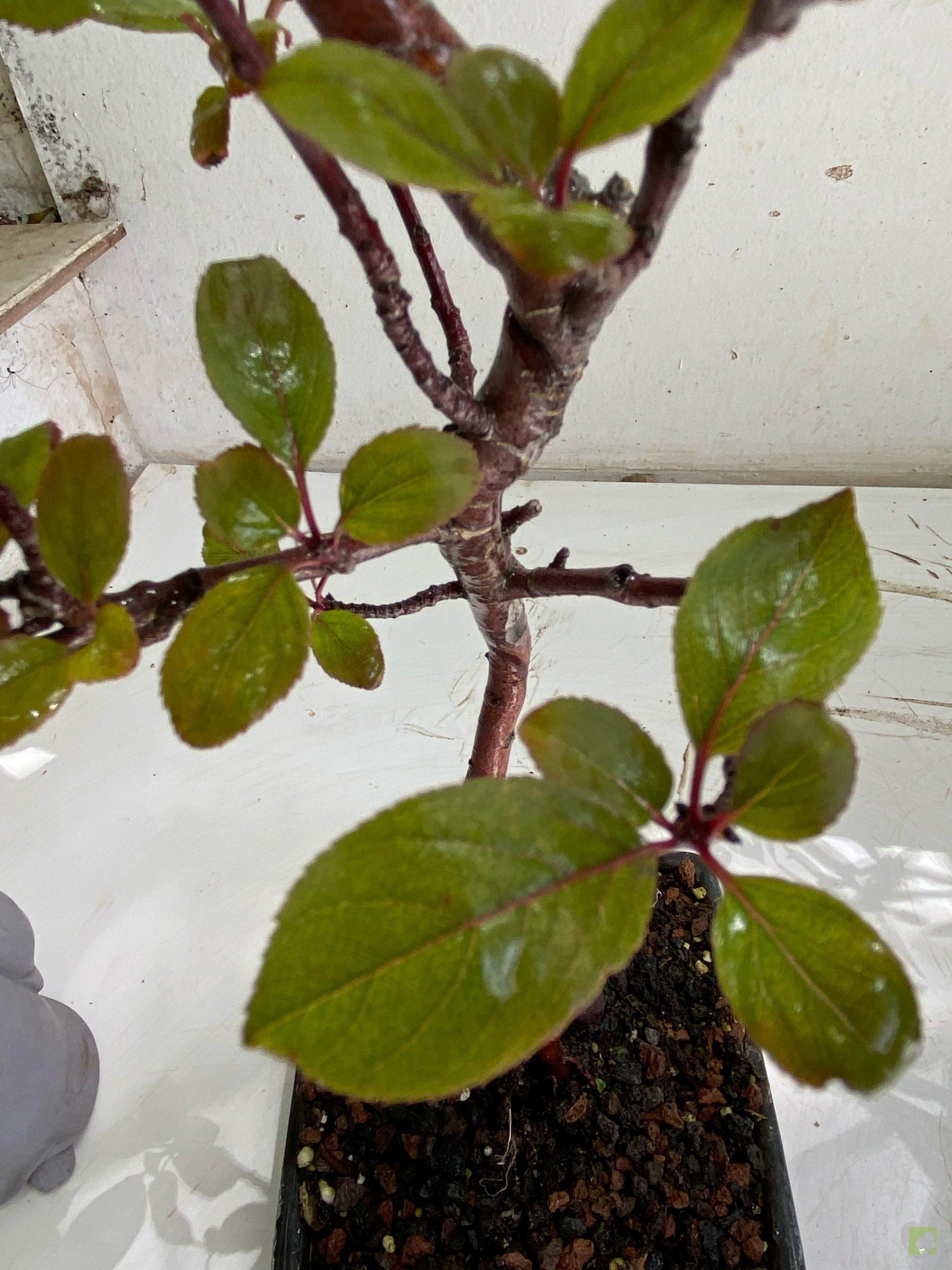 Processed with MOLDIV