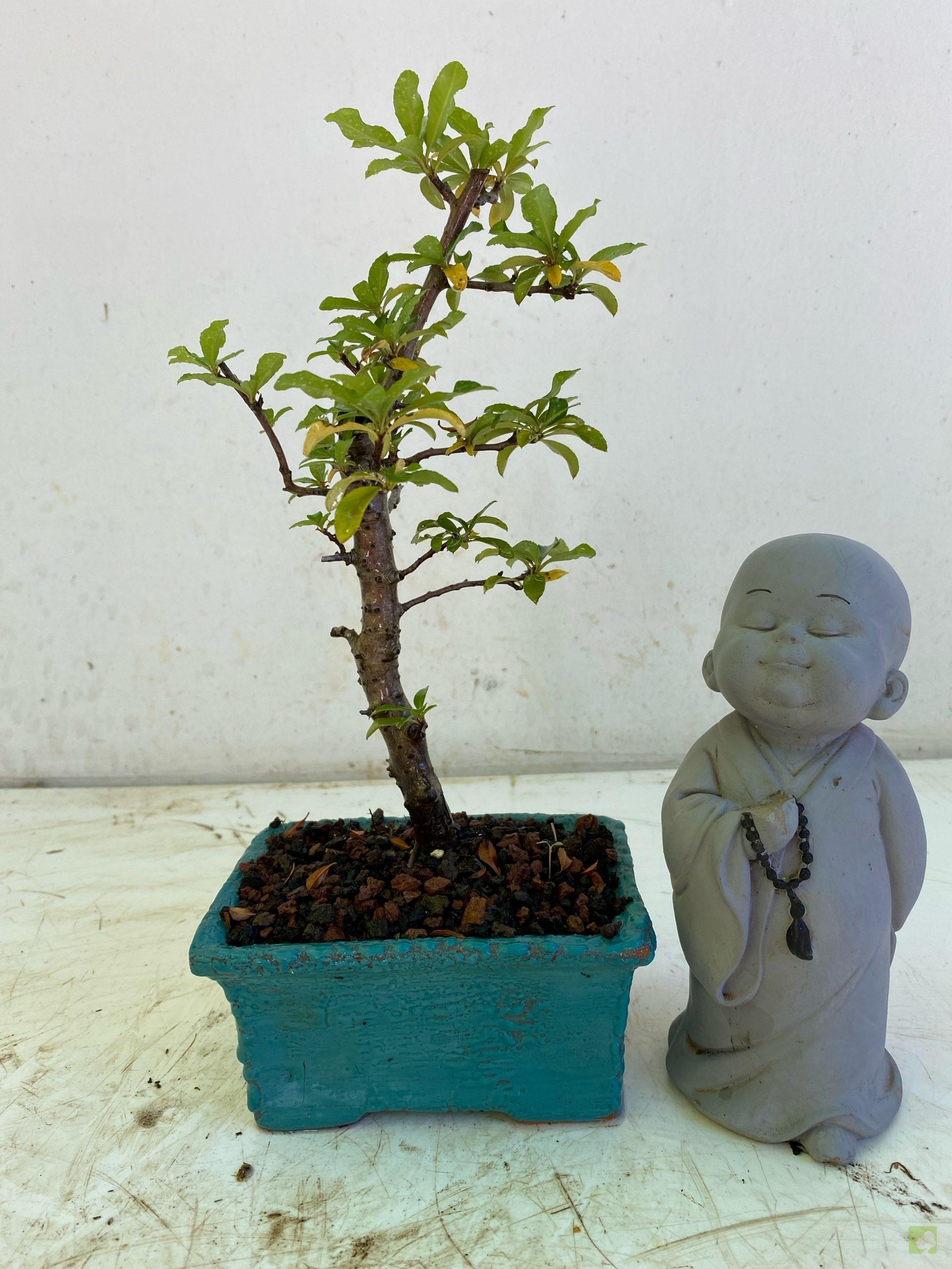 Processed with MOLDIV