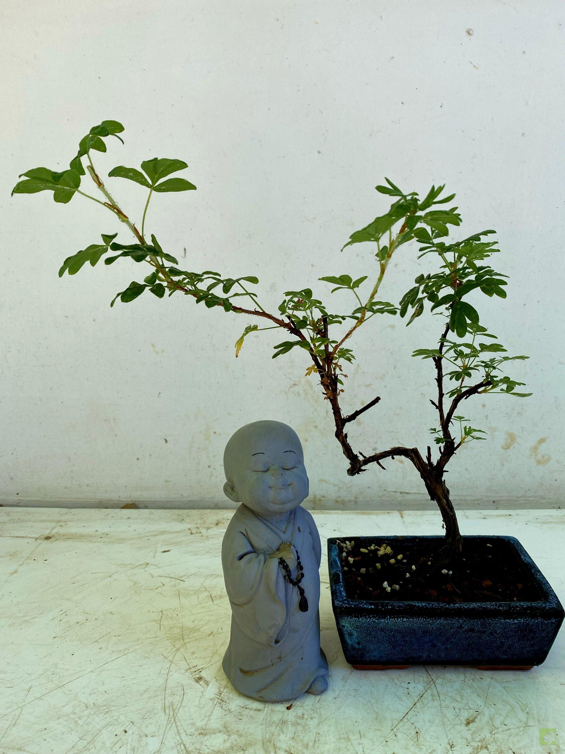 Processed with MOLDIV