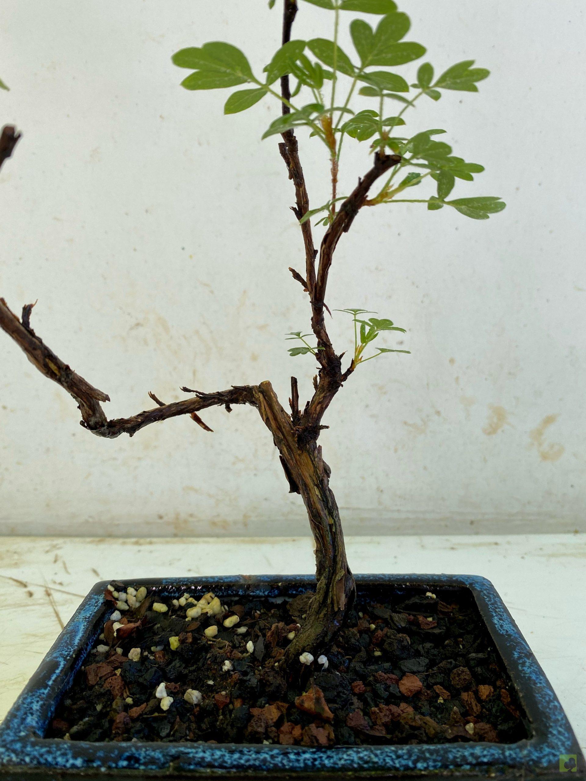 Processed with MOLDIV