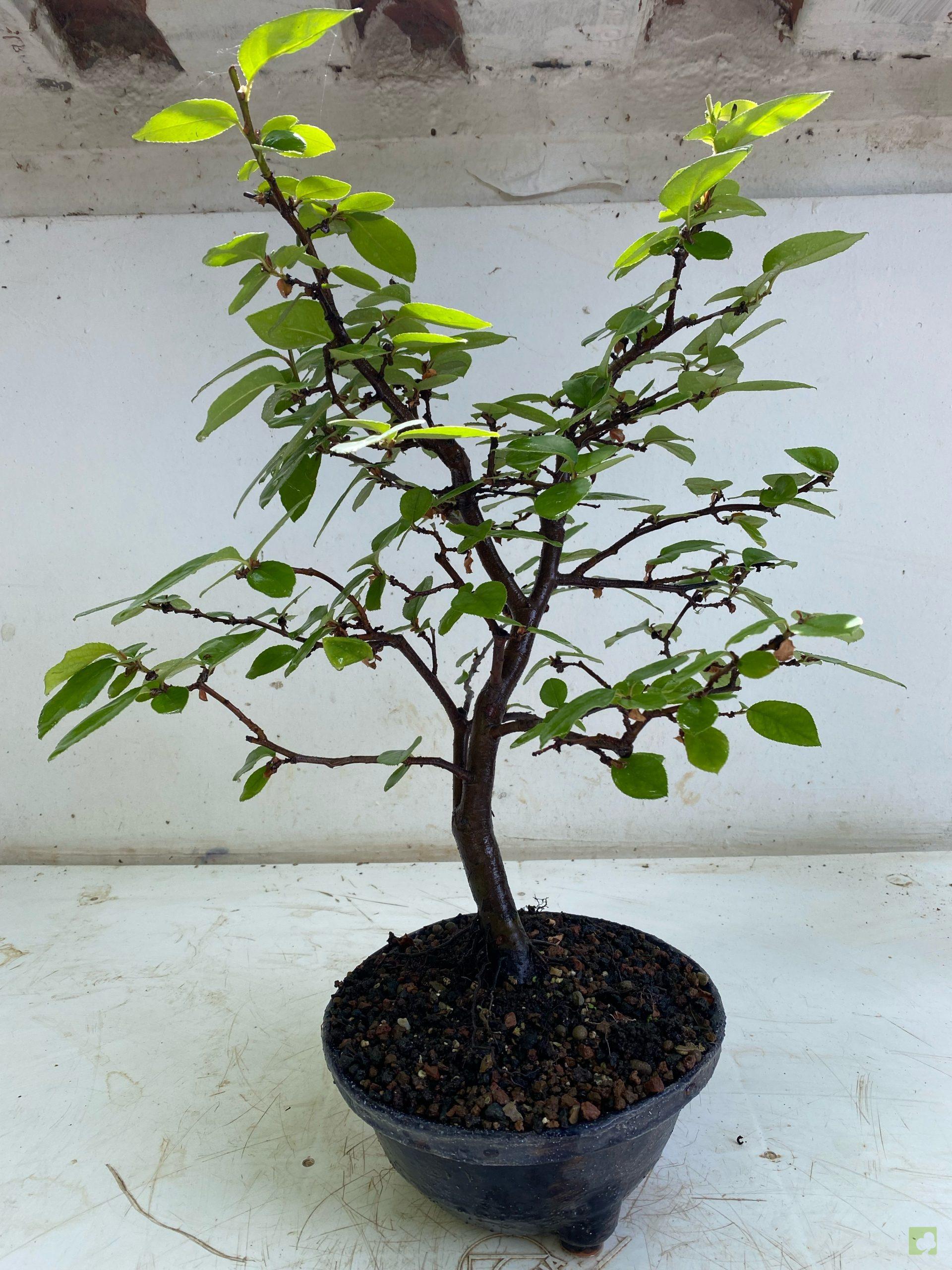 Processed with MOLDIV