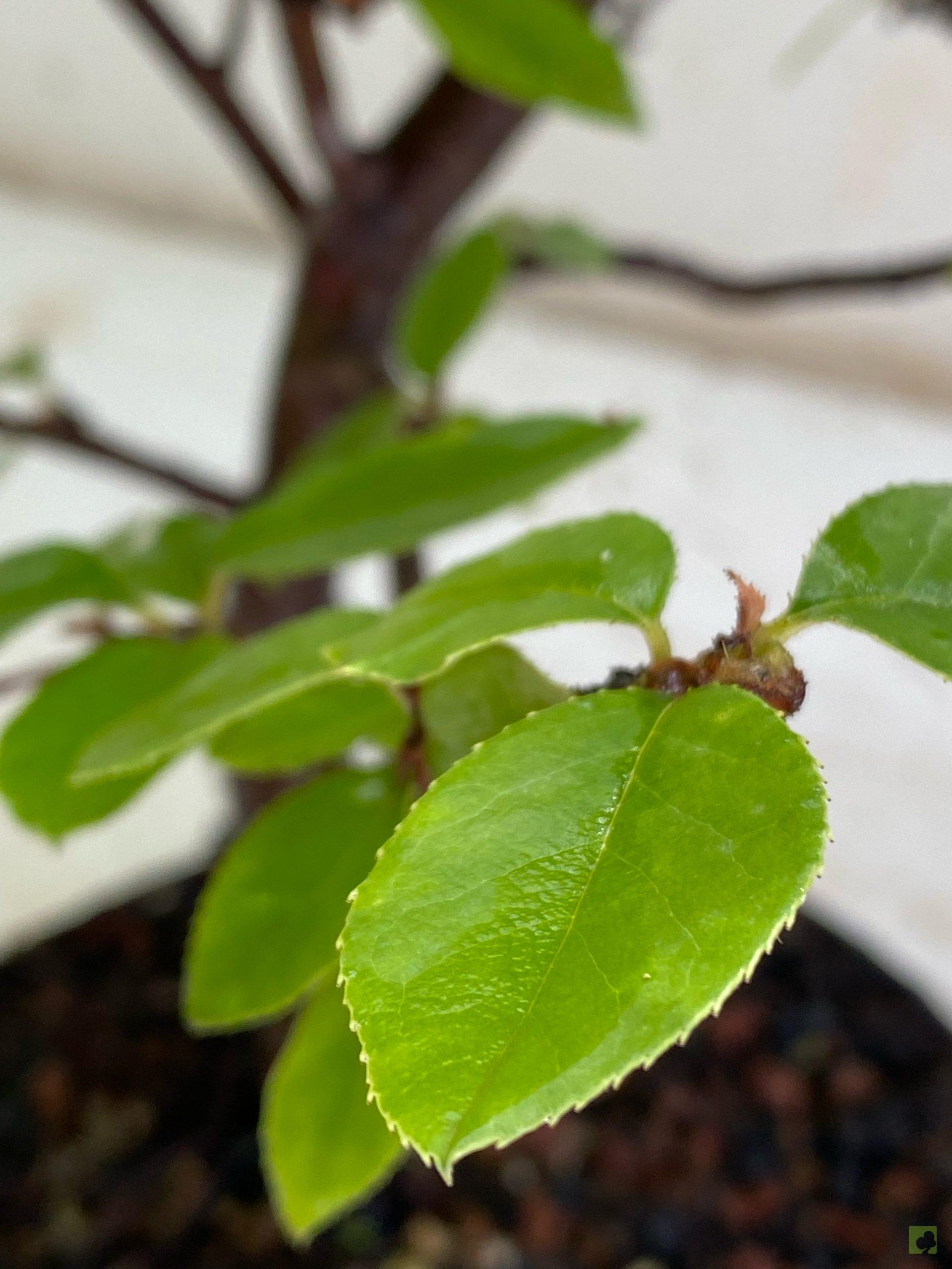 Processed with MOLDIV