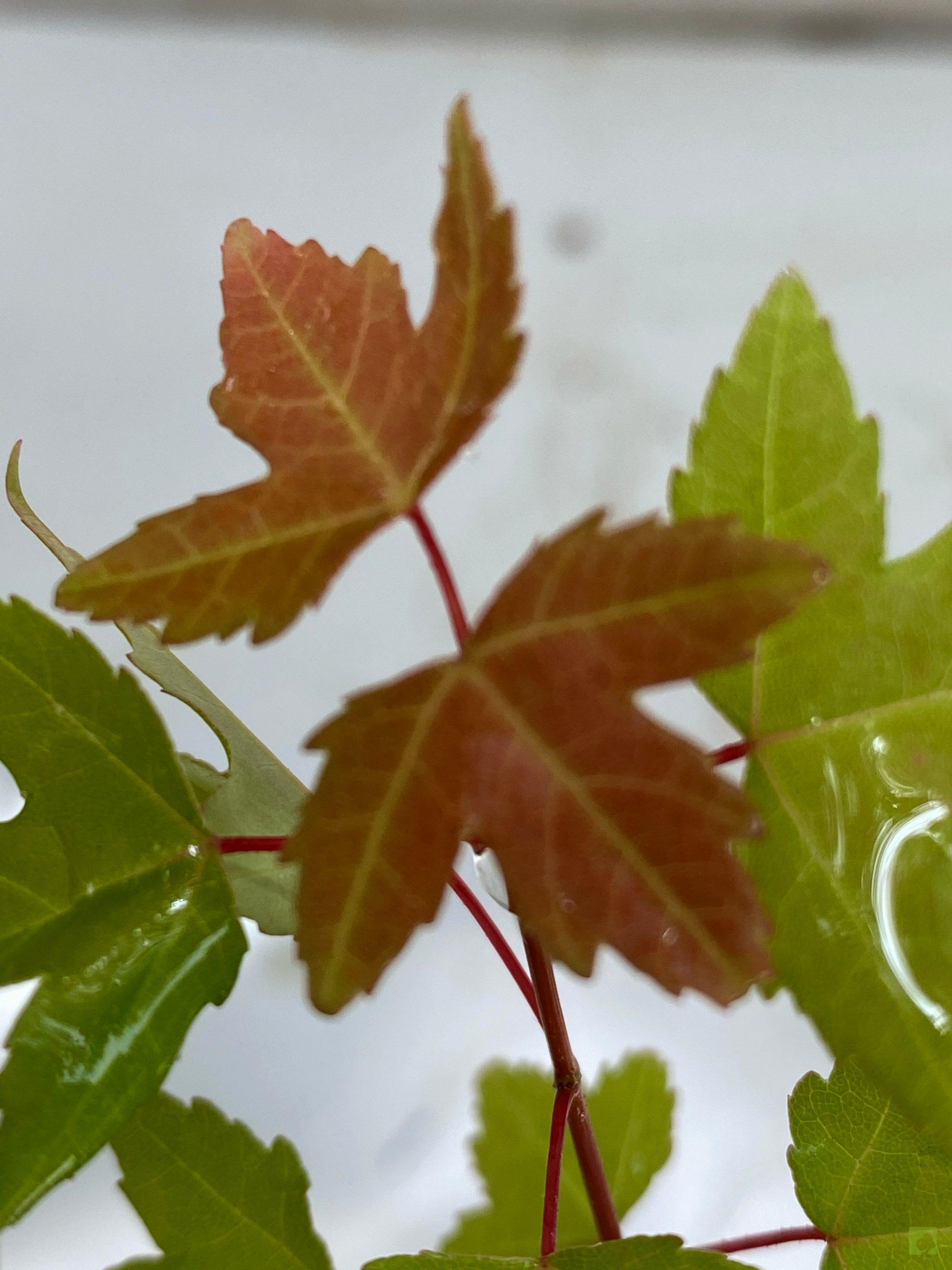 Processed with MOLDIV