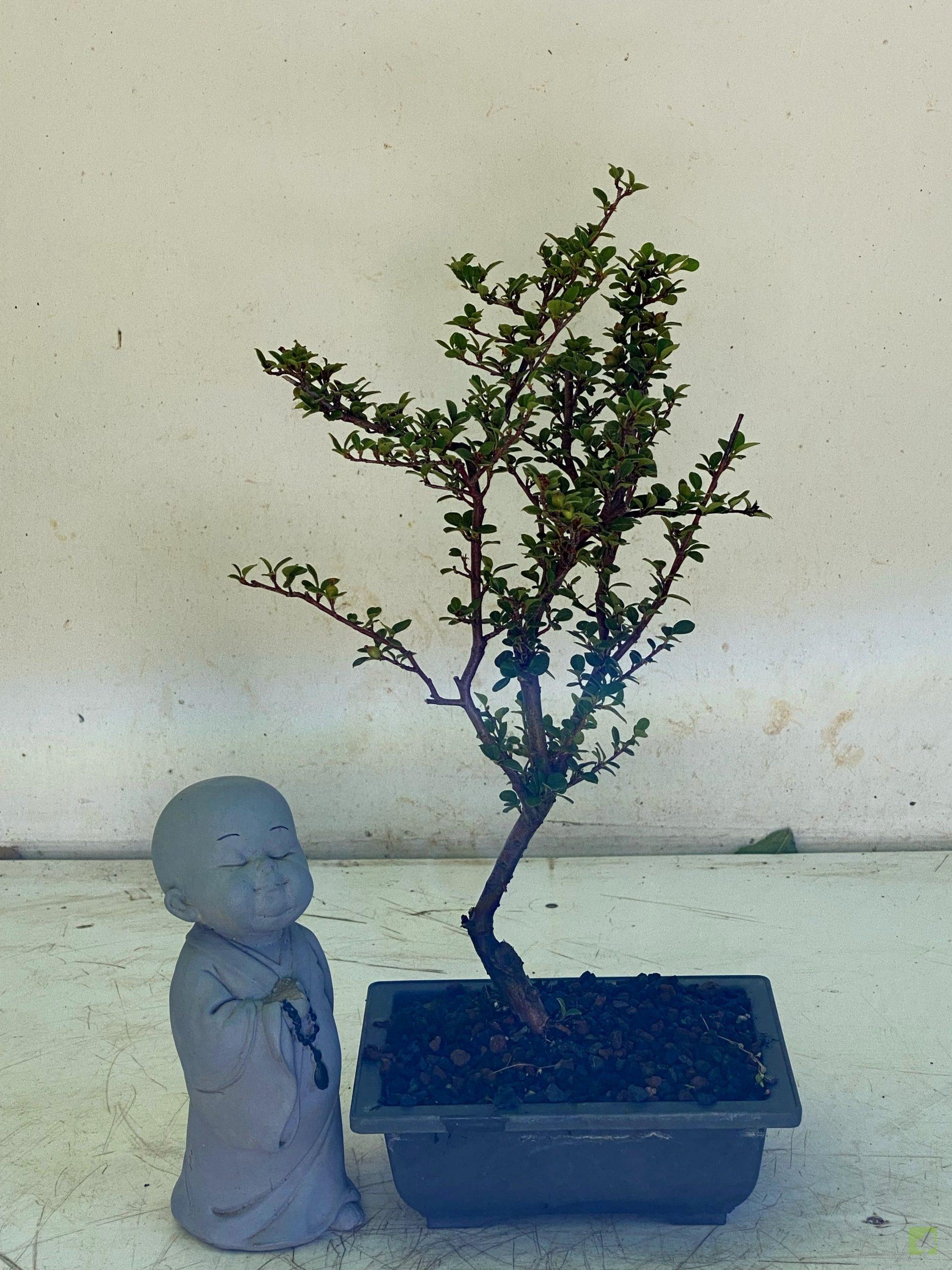 Processed with MOLDIV