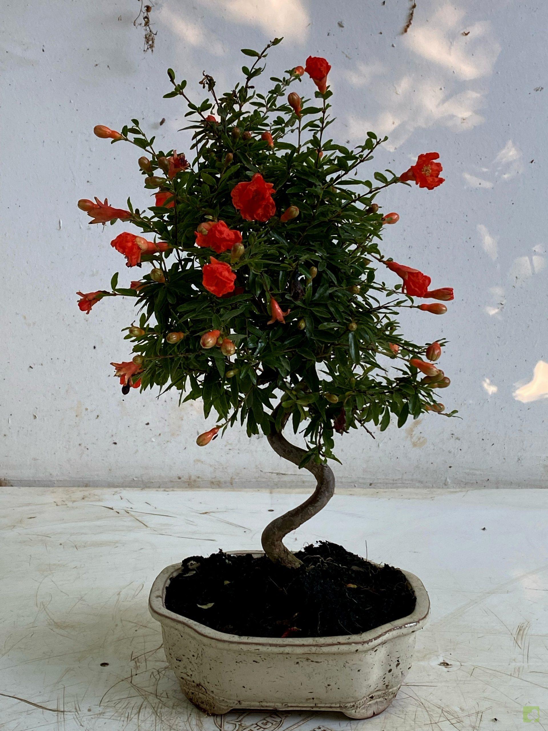 Processed with MOLDIV