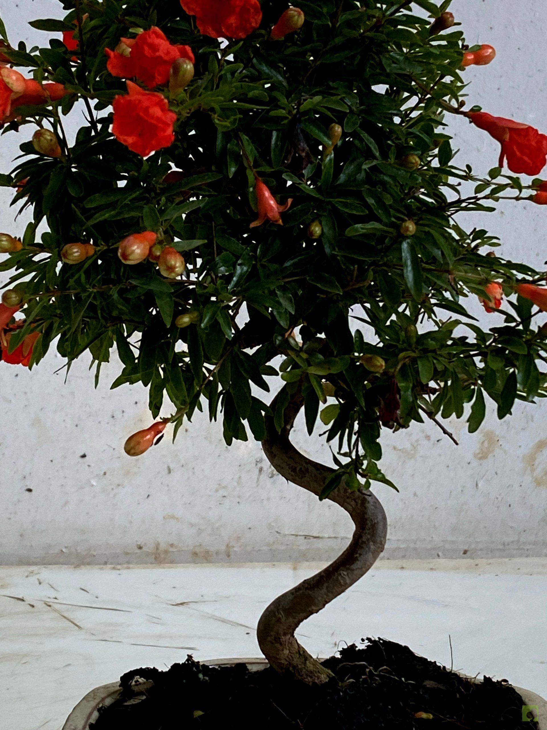 Processed with MOLDIV