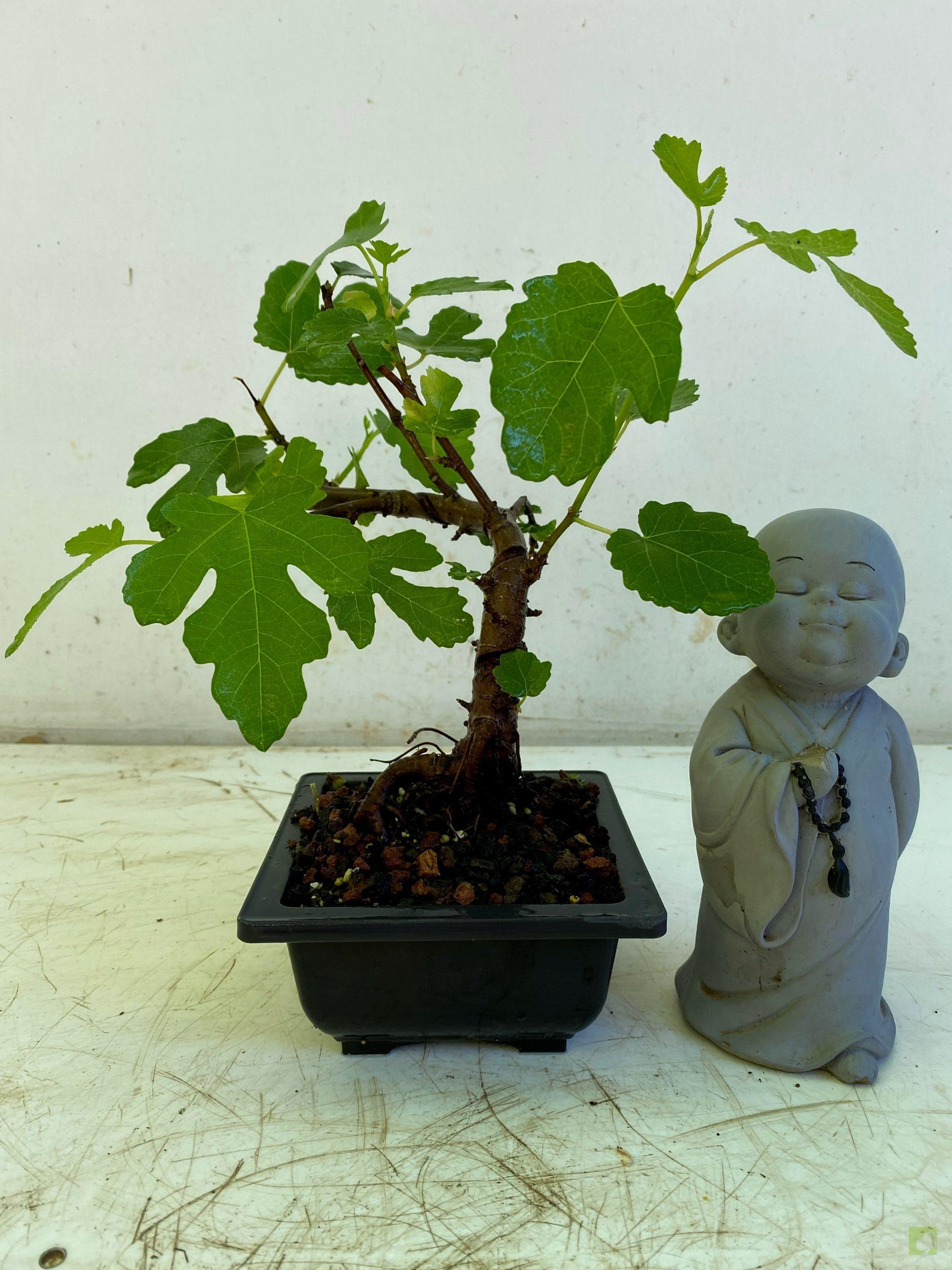 Processed with MOLDIV