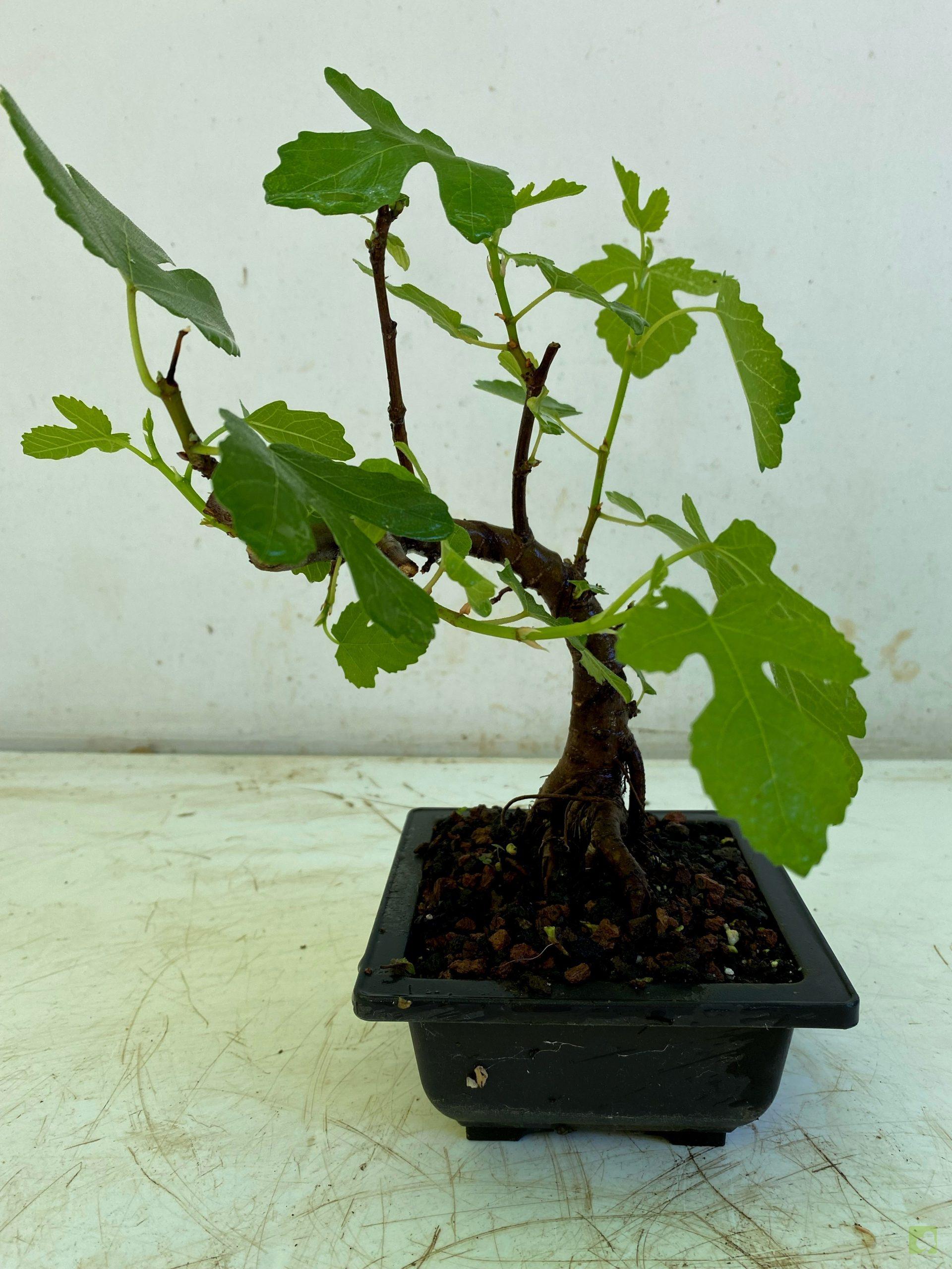 Processed with MOLDIV