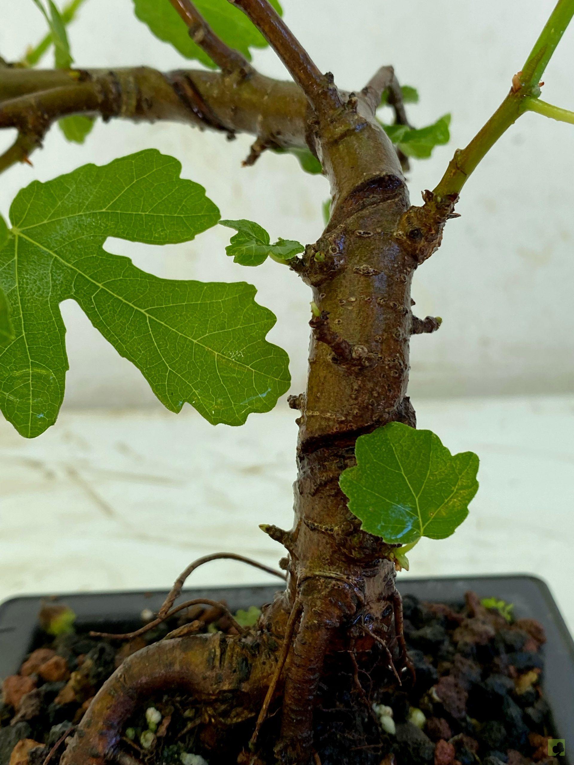 Processed with MOLDIV