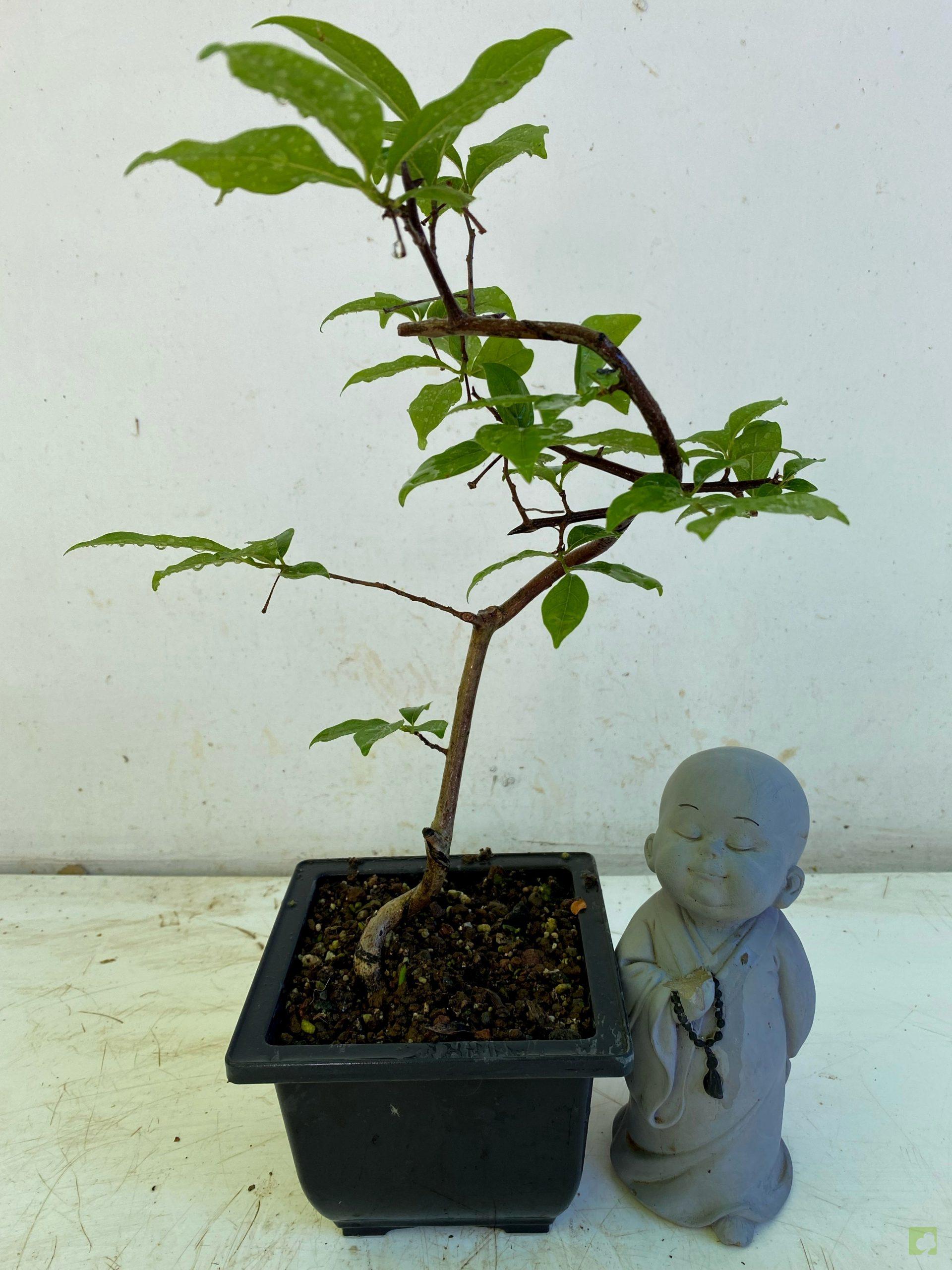 Processed with MOLDIV