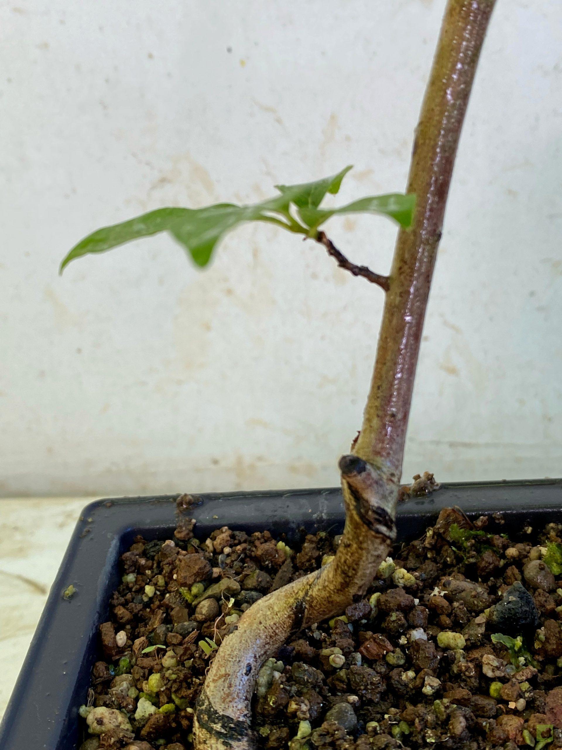 Processed with MOLDIV