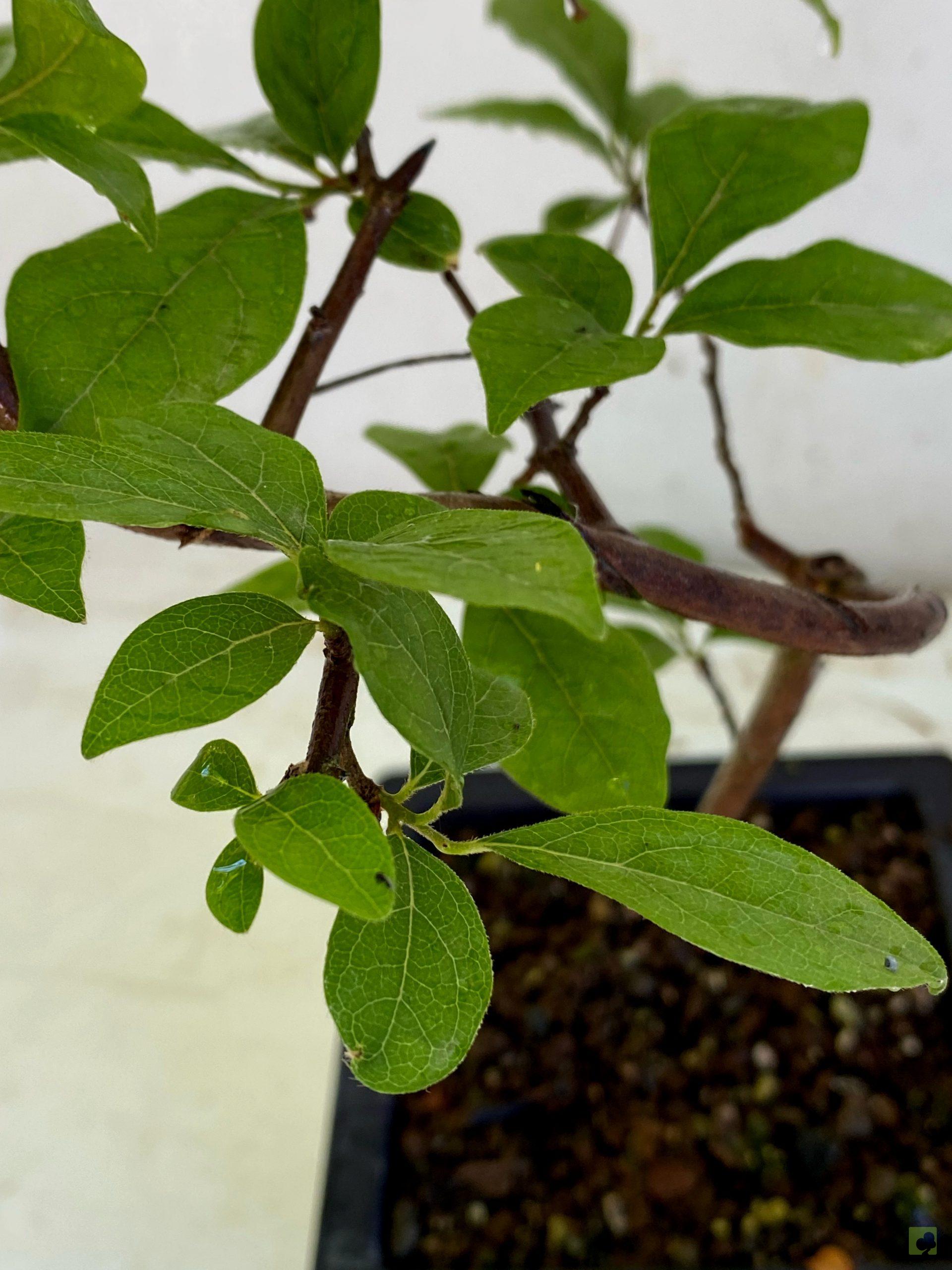 Processed with MOLDIV