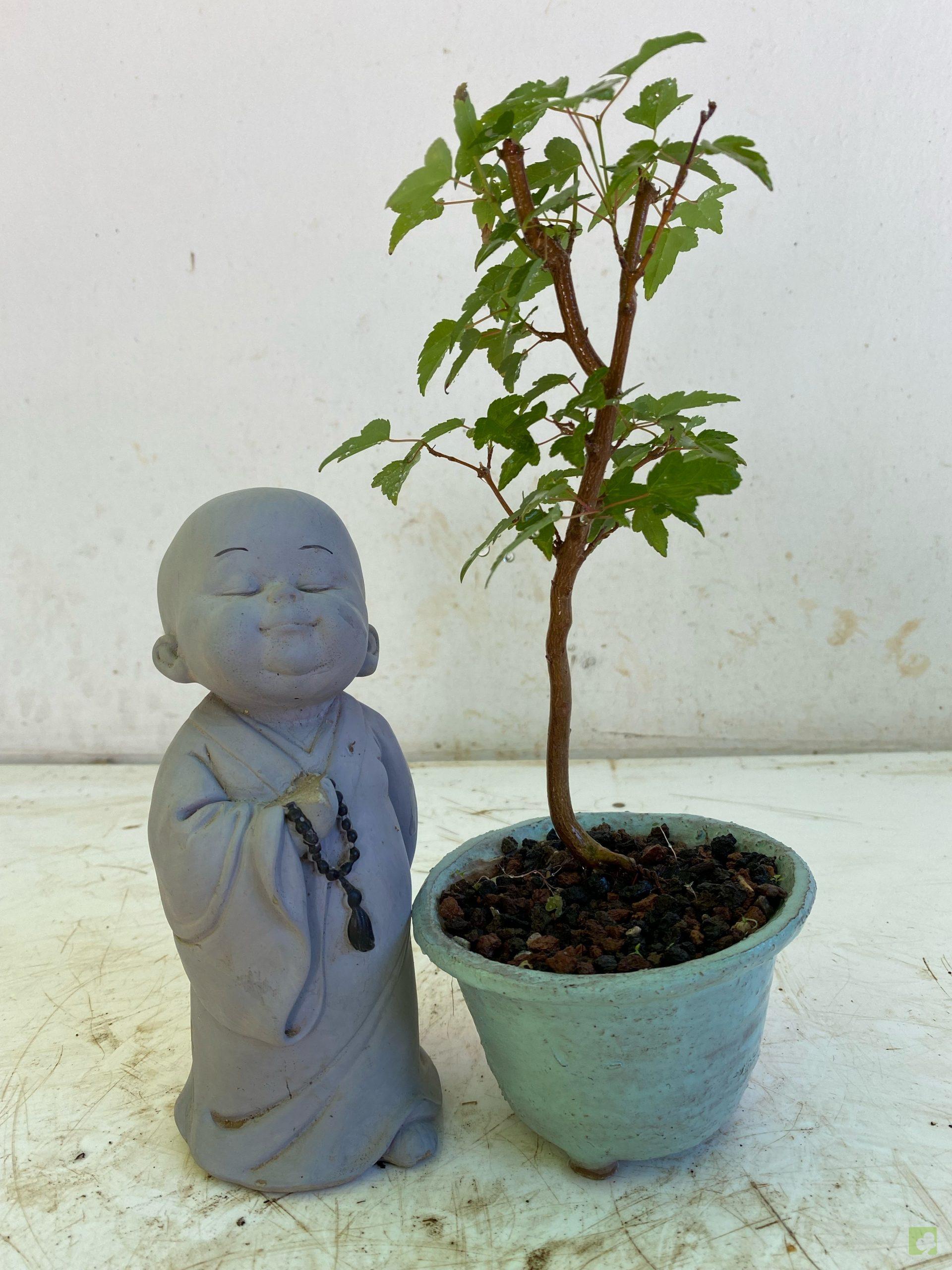 Processed with MOLDIV