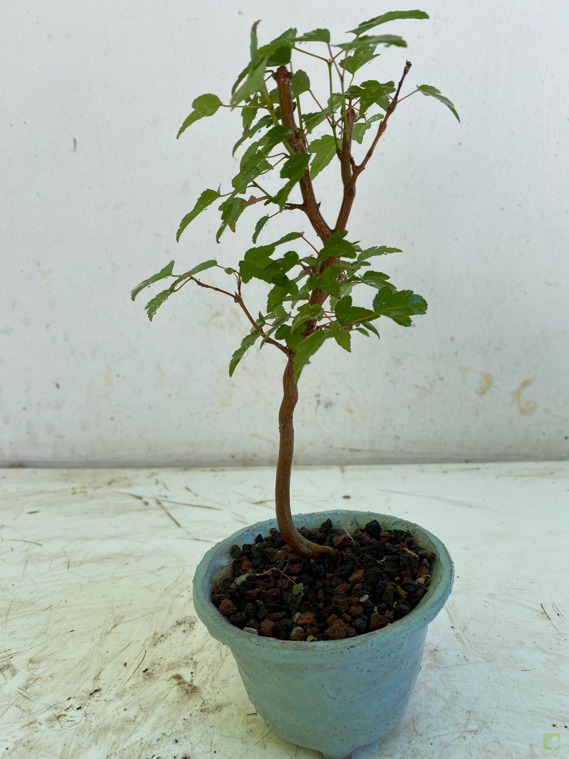 Processed with MOLDIV