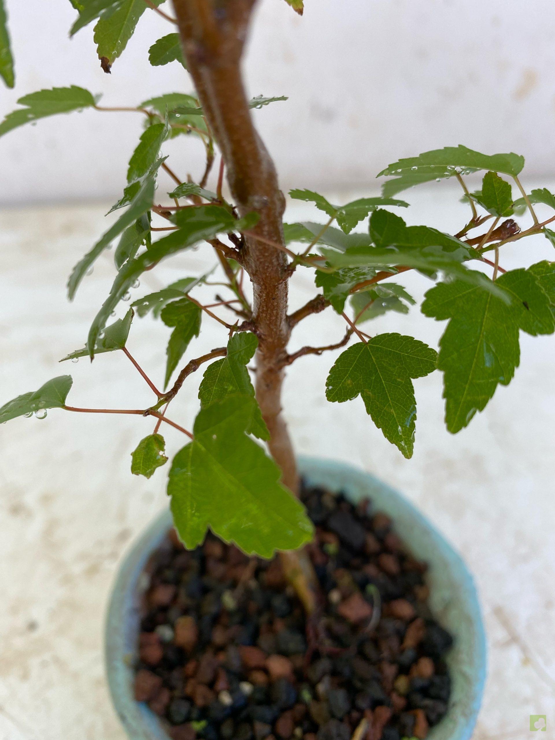 Processed with MOLDIV