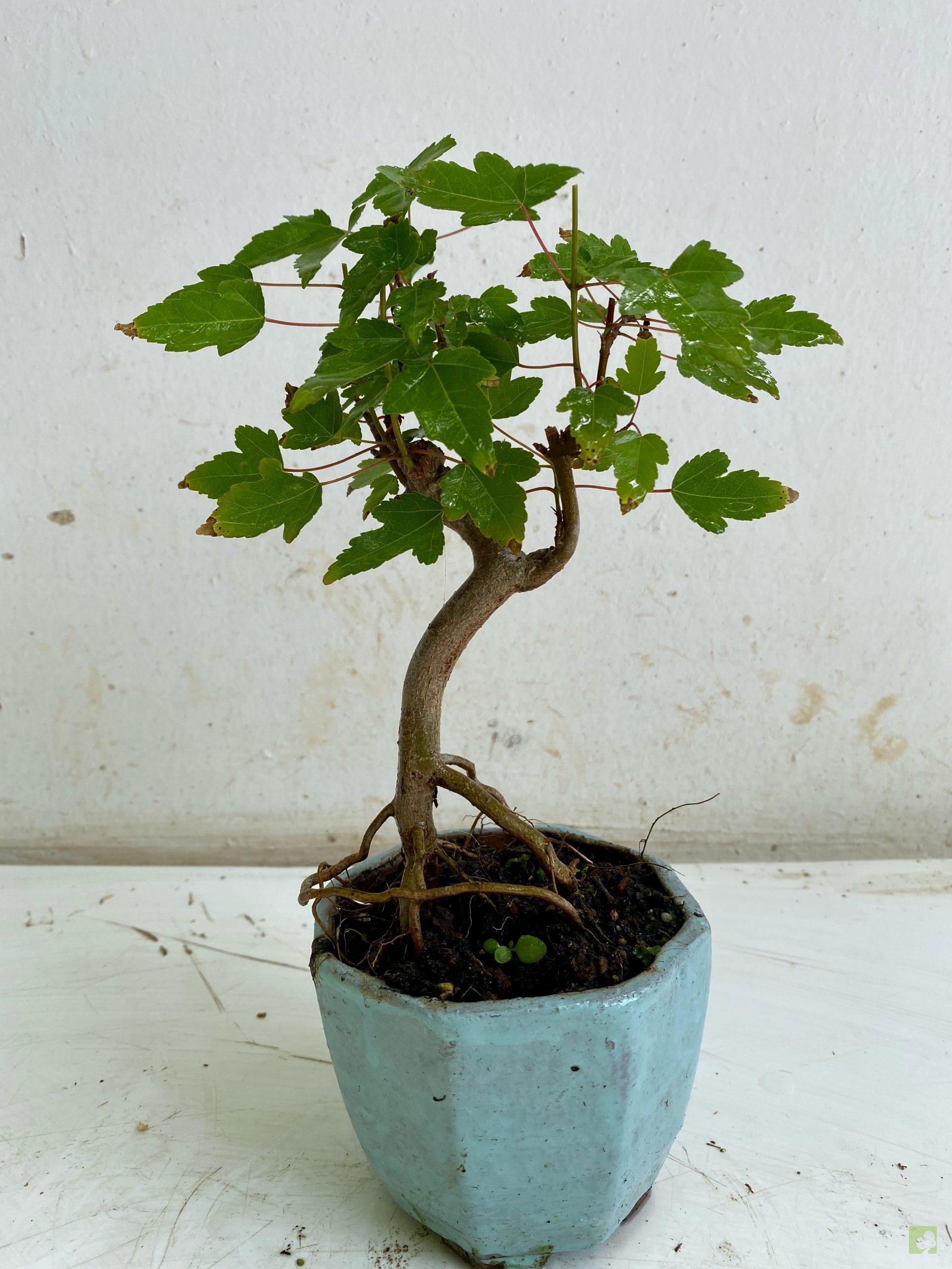 Processed with MOLDIV