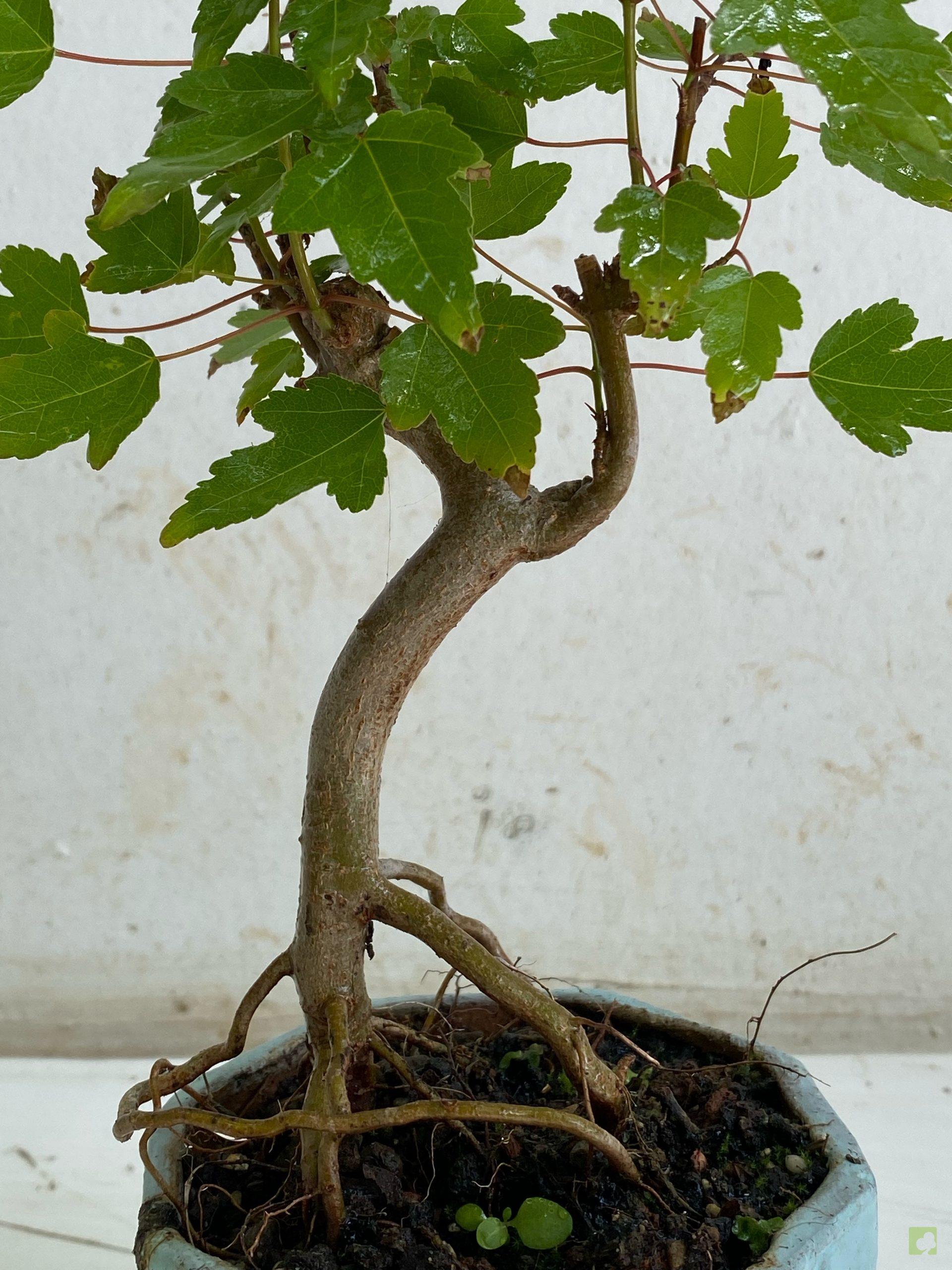 Processed with MOLDIV