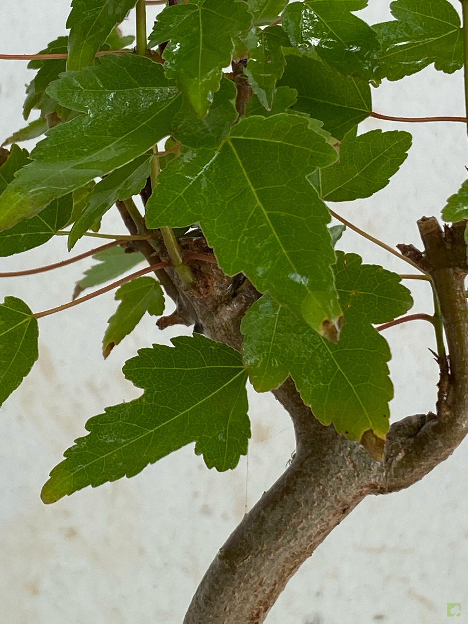 Processed with MOLDIV