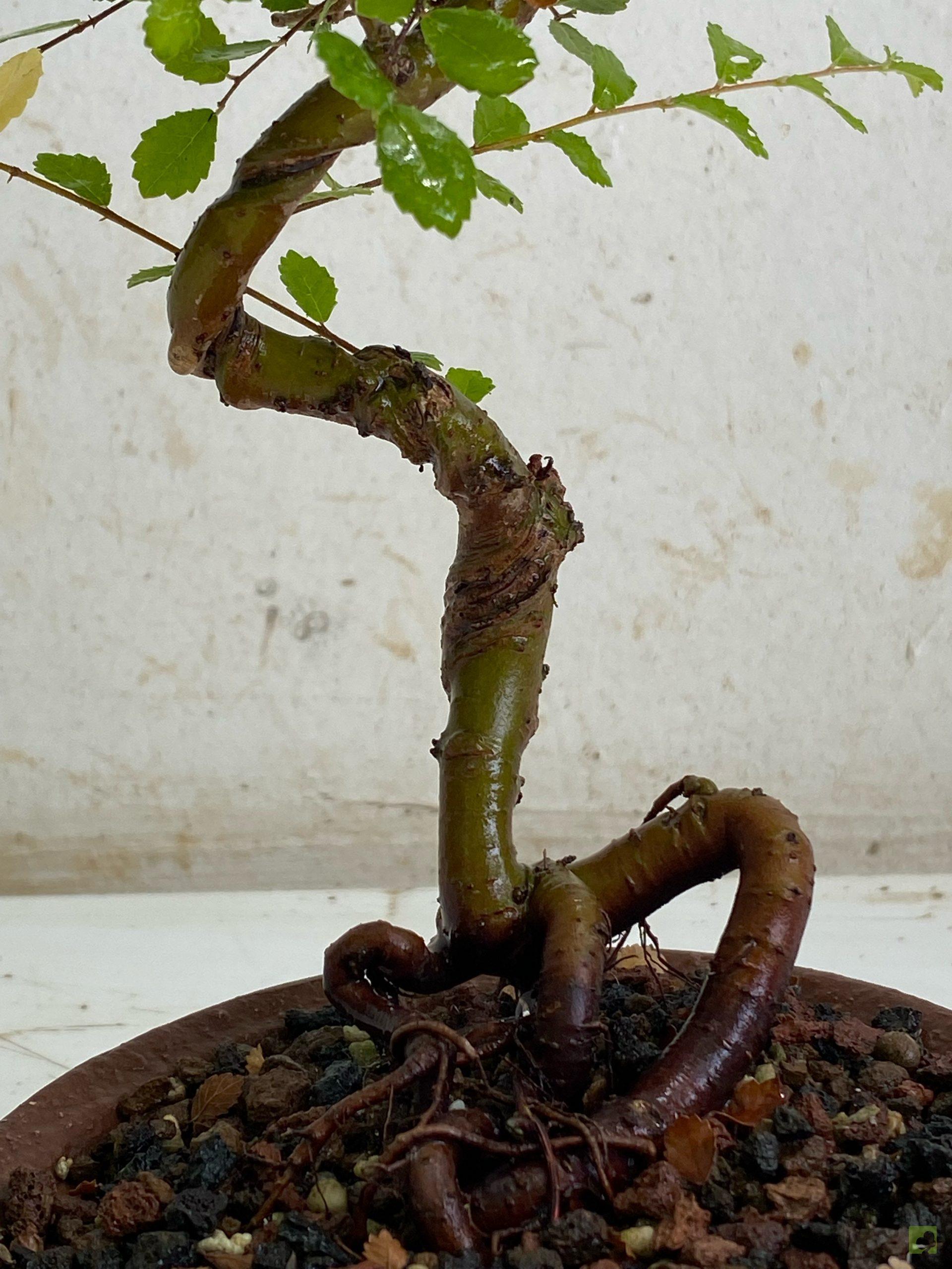 Processed with MOLDIV