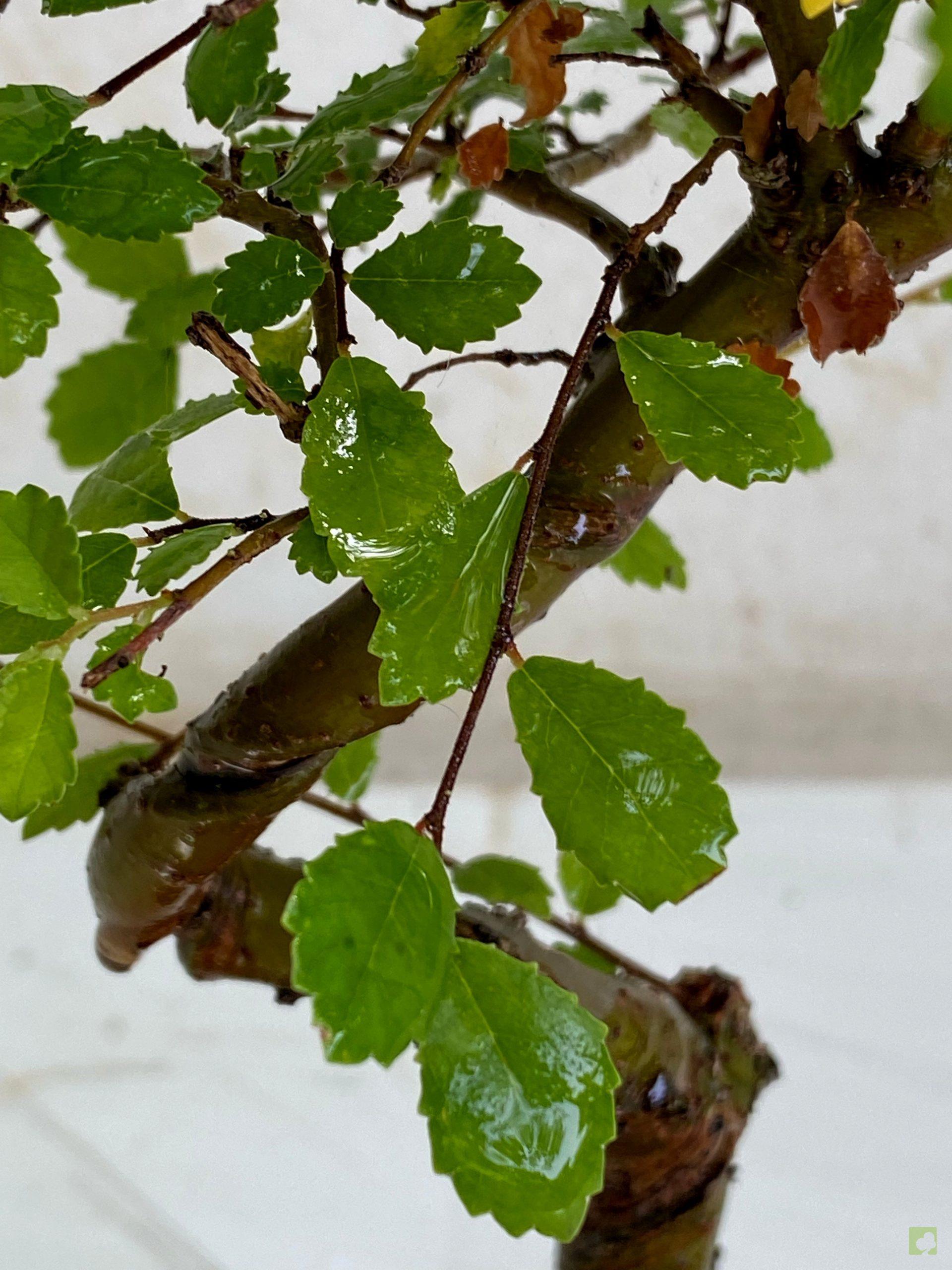 Processed with MOLDIV