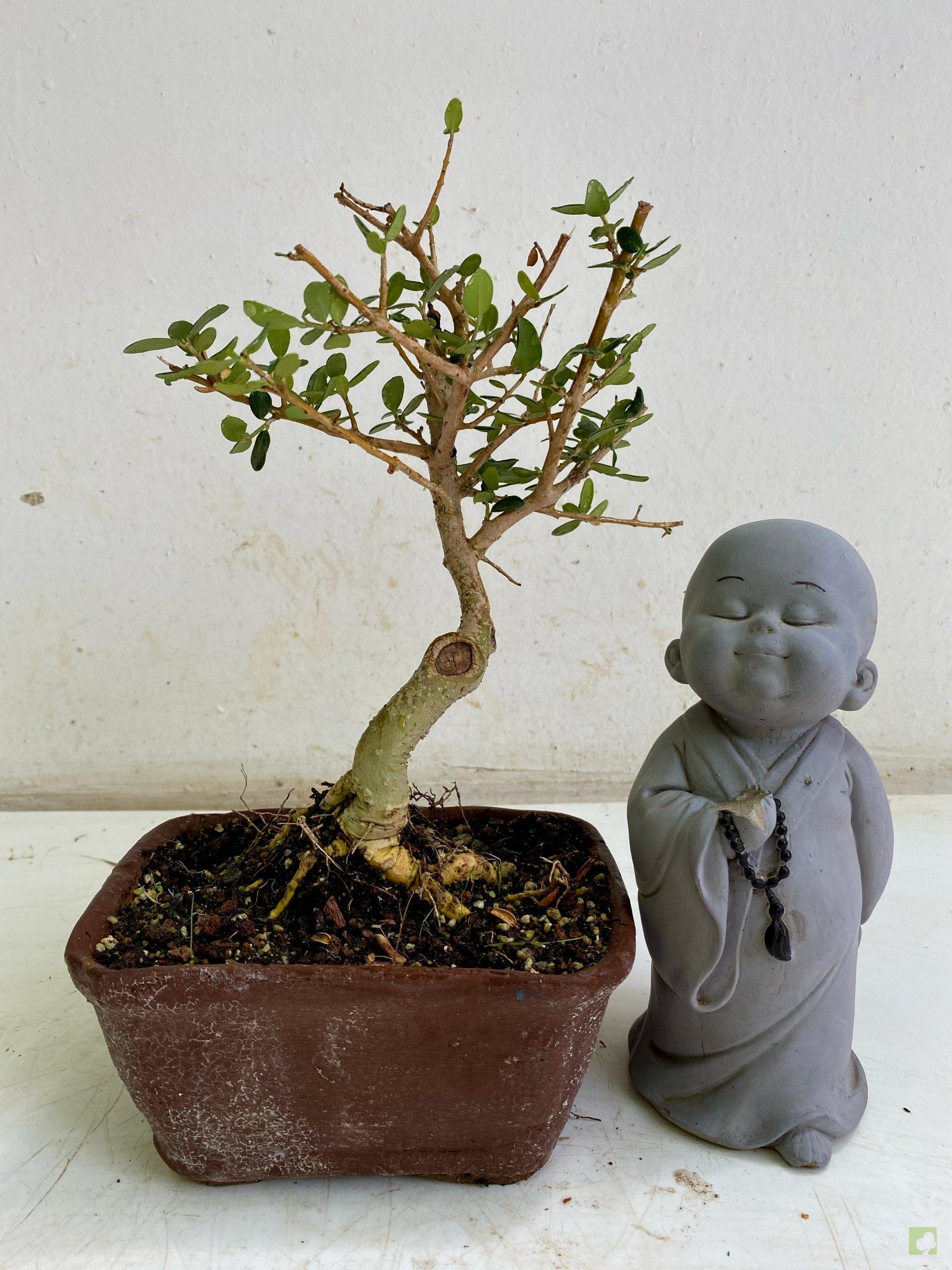 Processed with MOLDIV