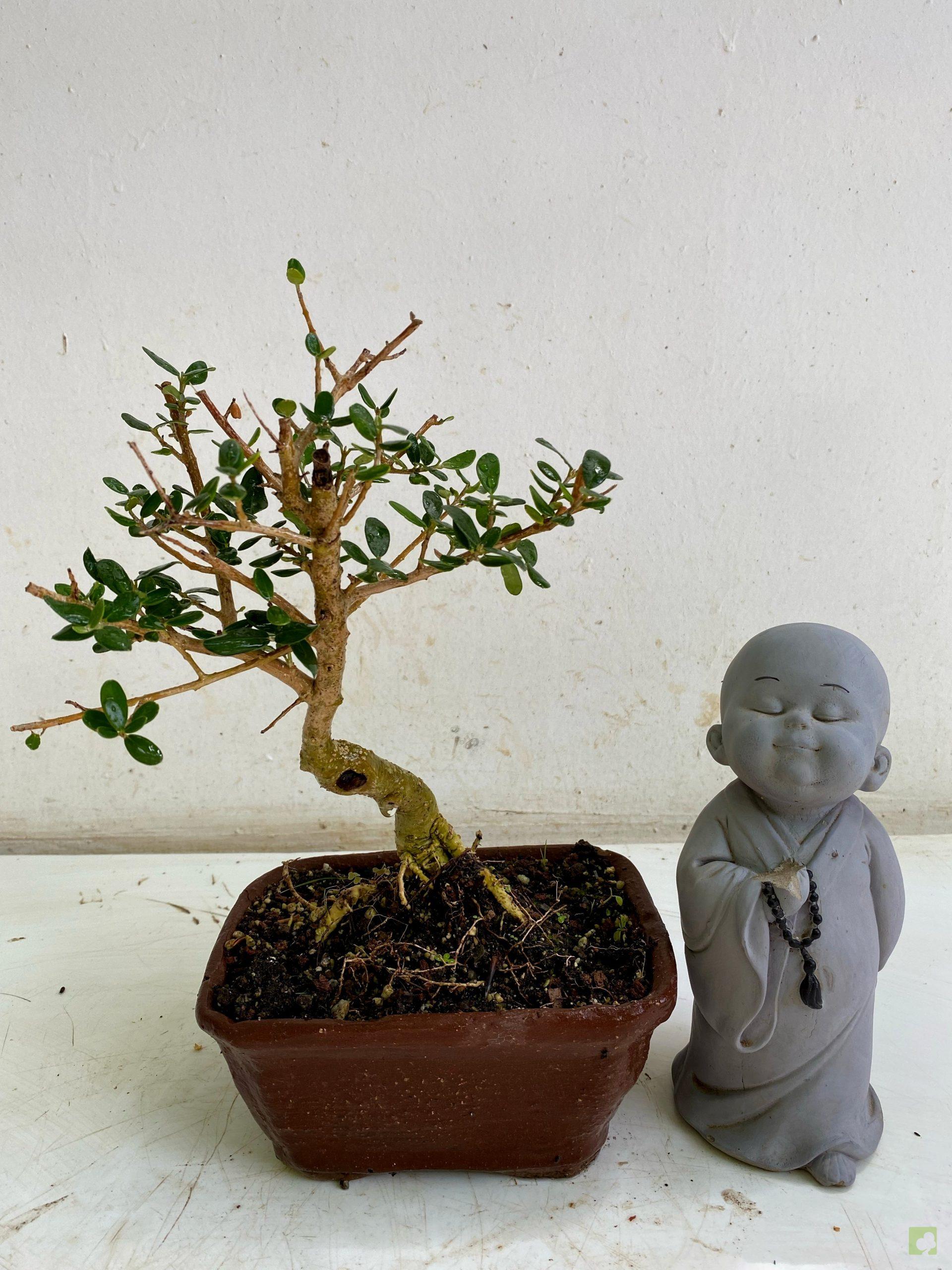 Processed with MOLDIV