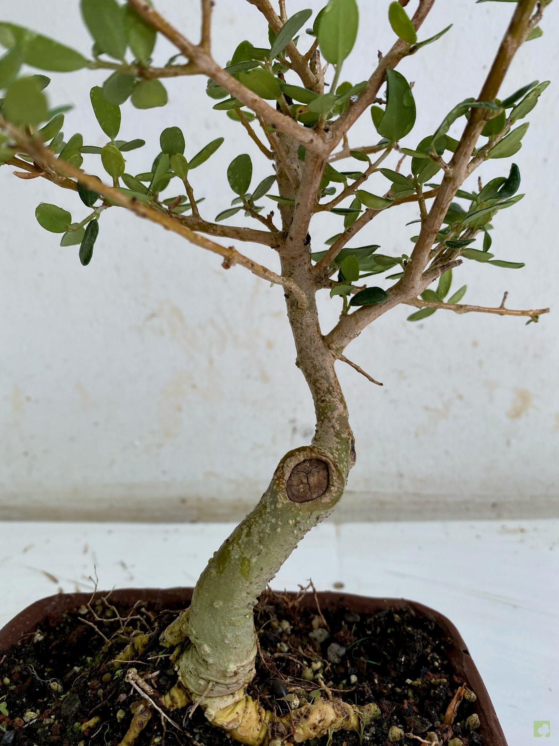 Processed with MOLDIV