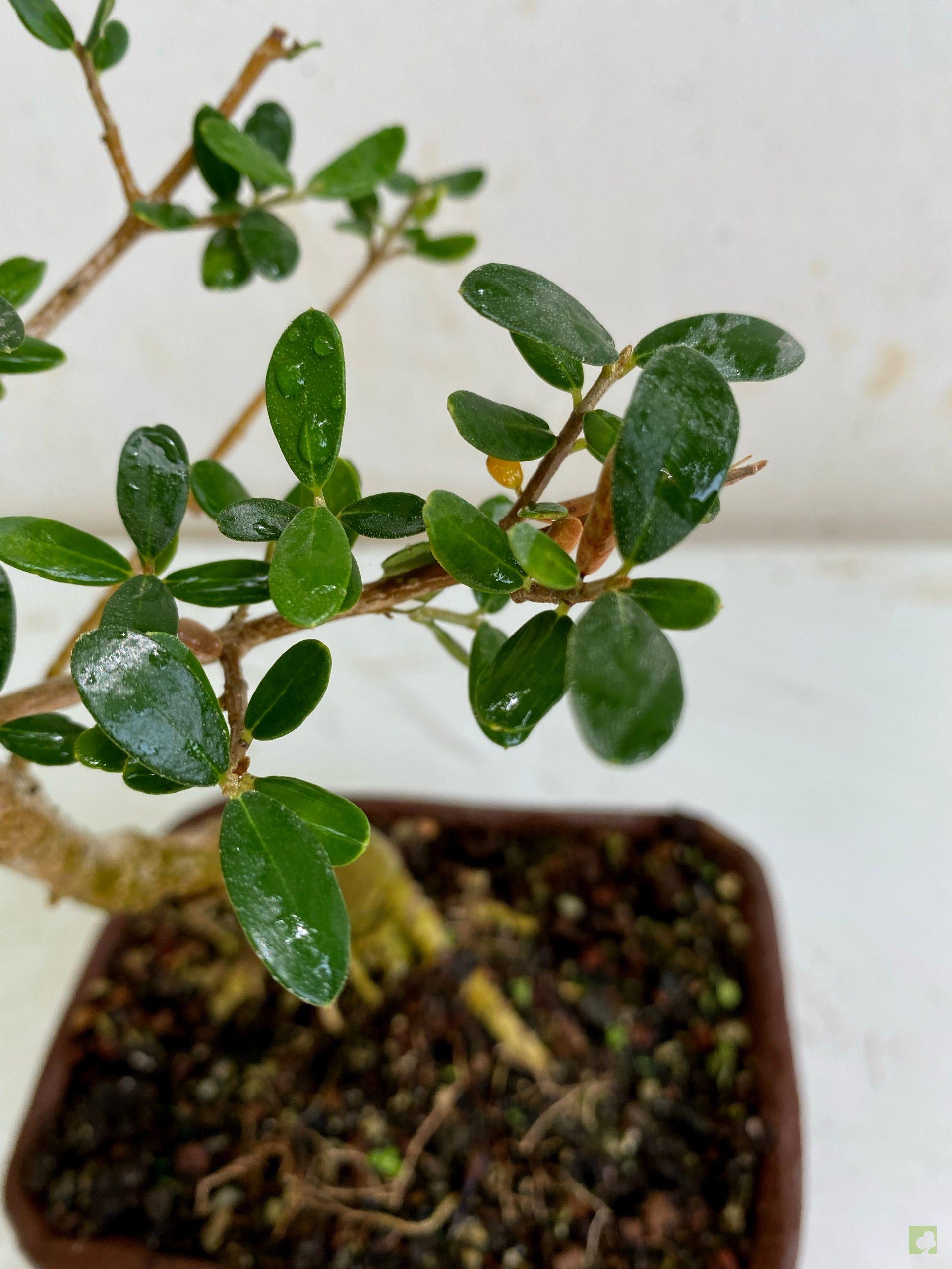 Processed with MOLDIV