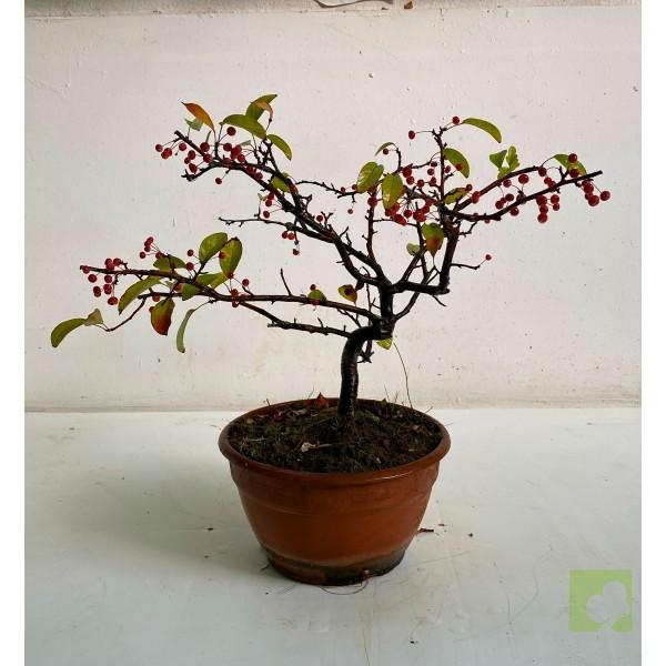 prebonsai-malus-sieboldii-rojo