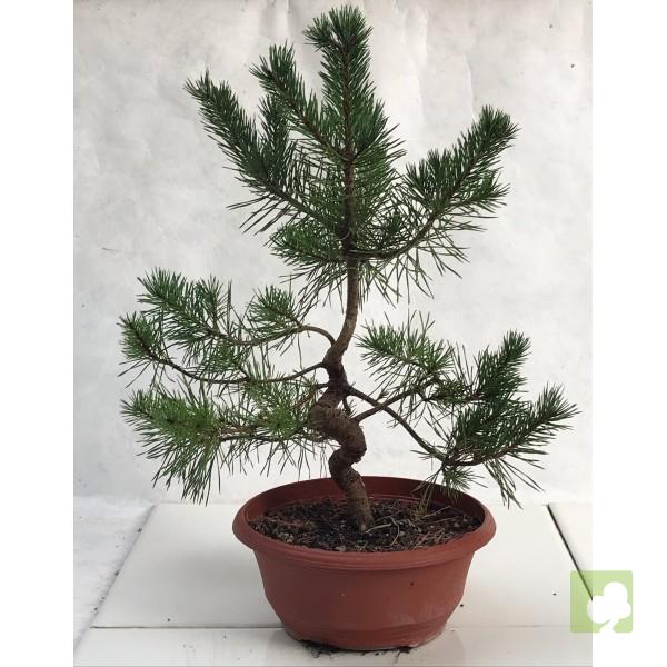 prebonsai-pino-sivestre