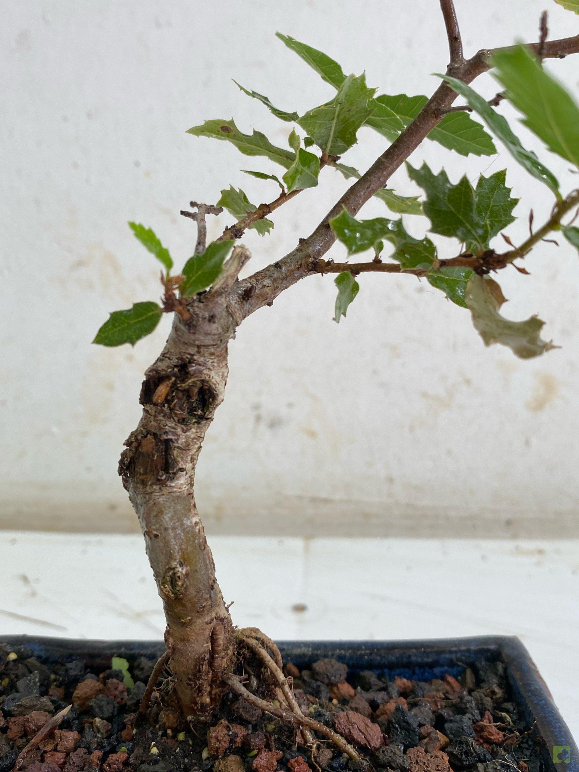 Processed with MOLDIV