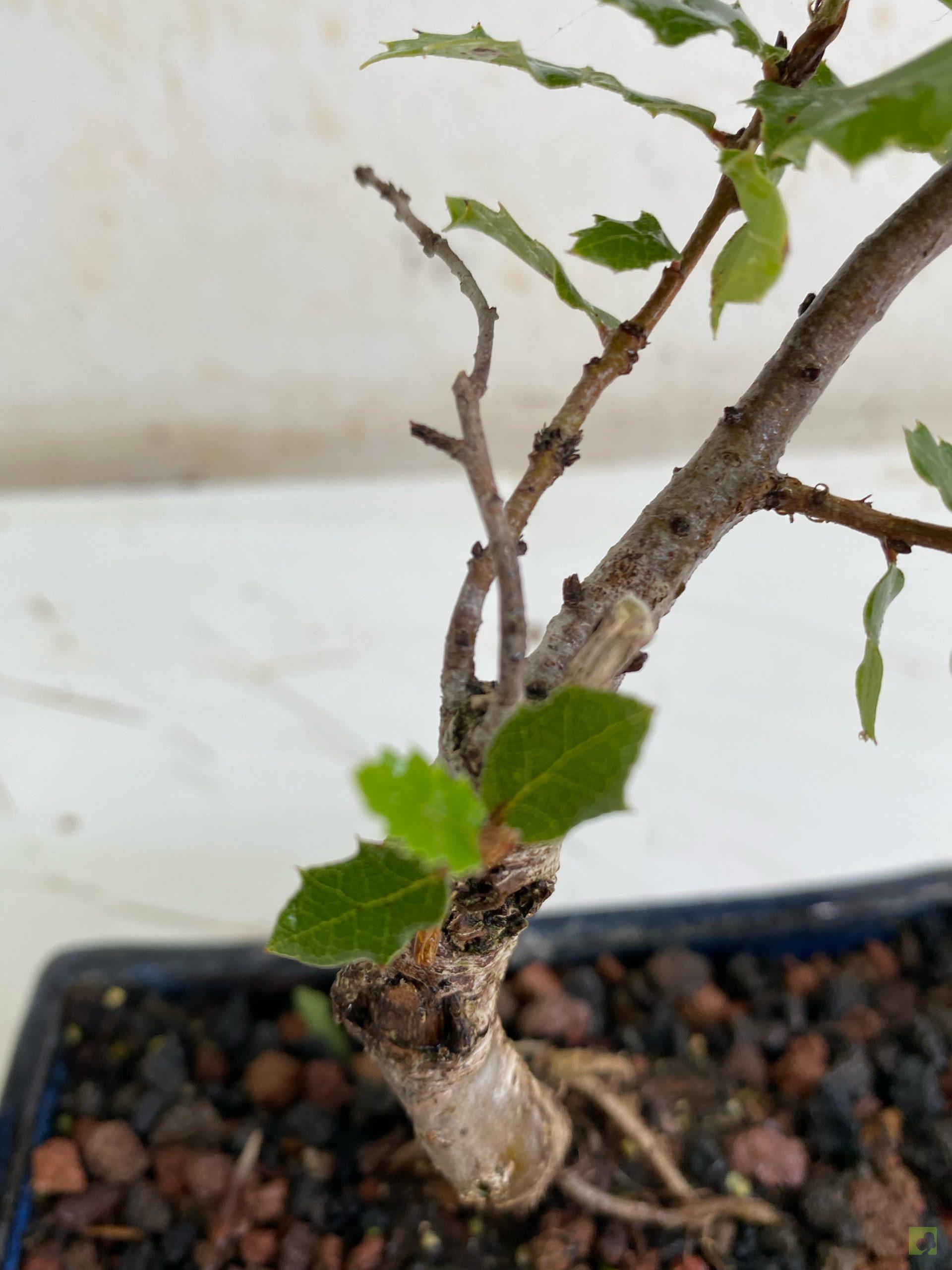 Processed with MOLDIV