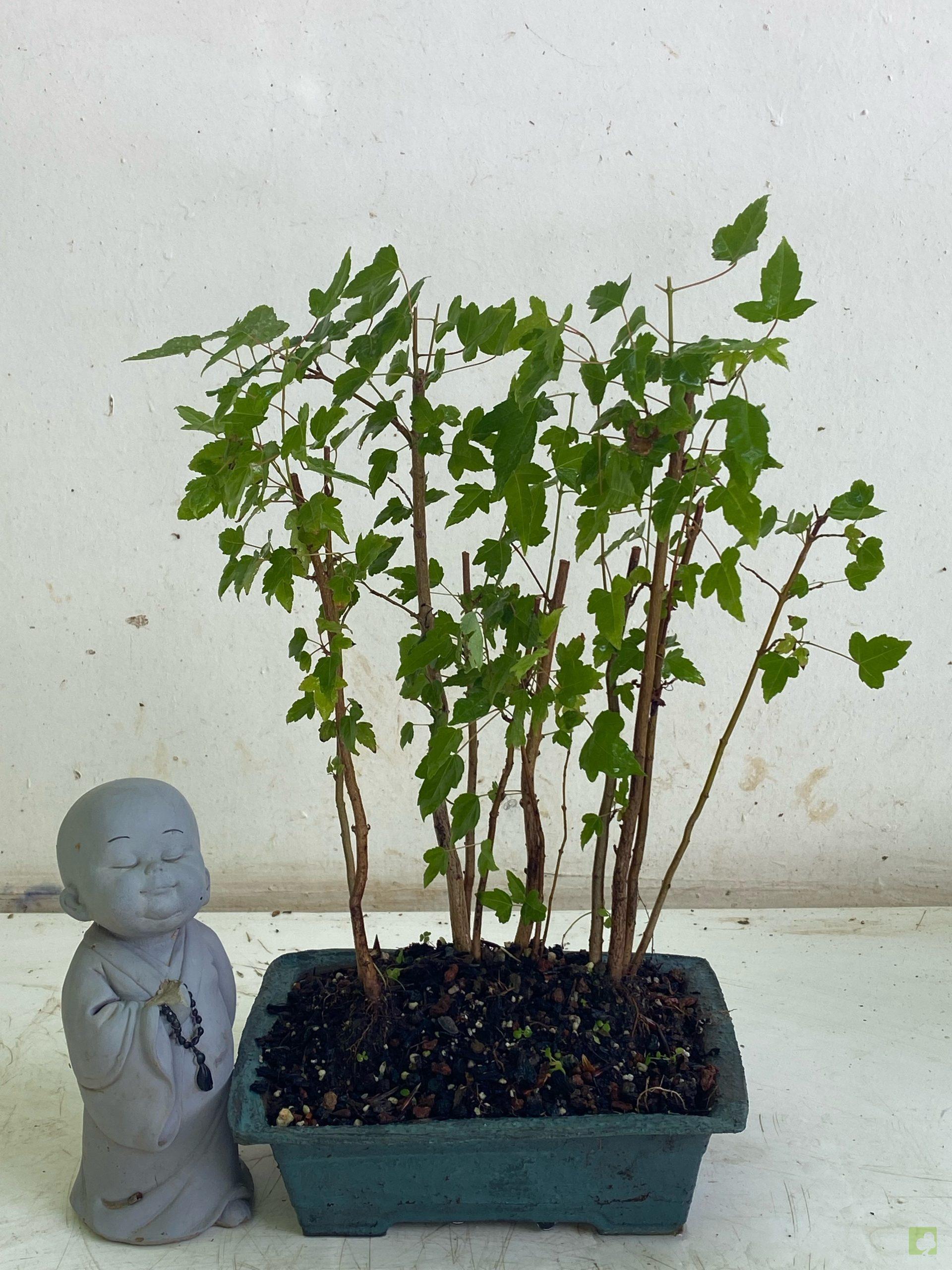 Processed with MOLDIV