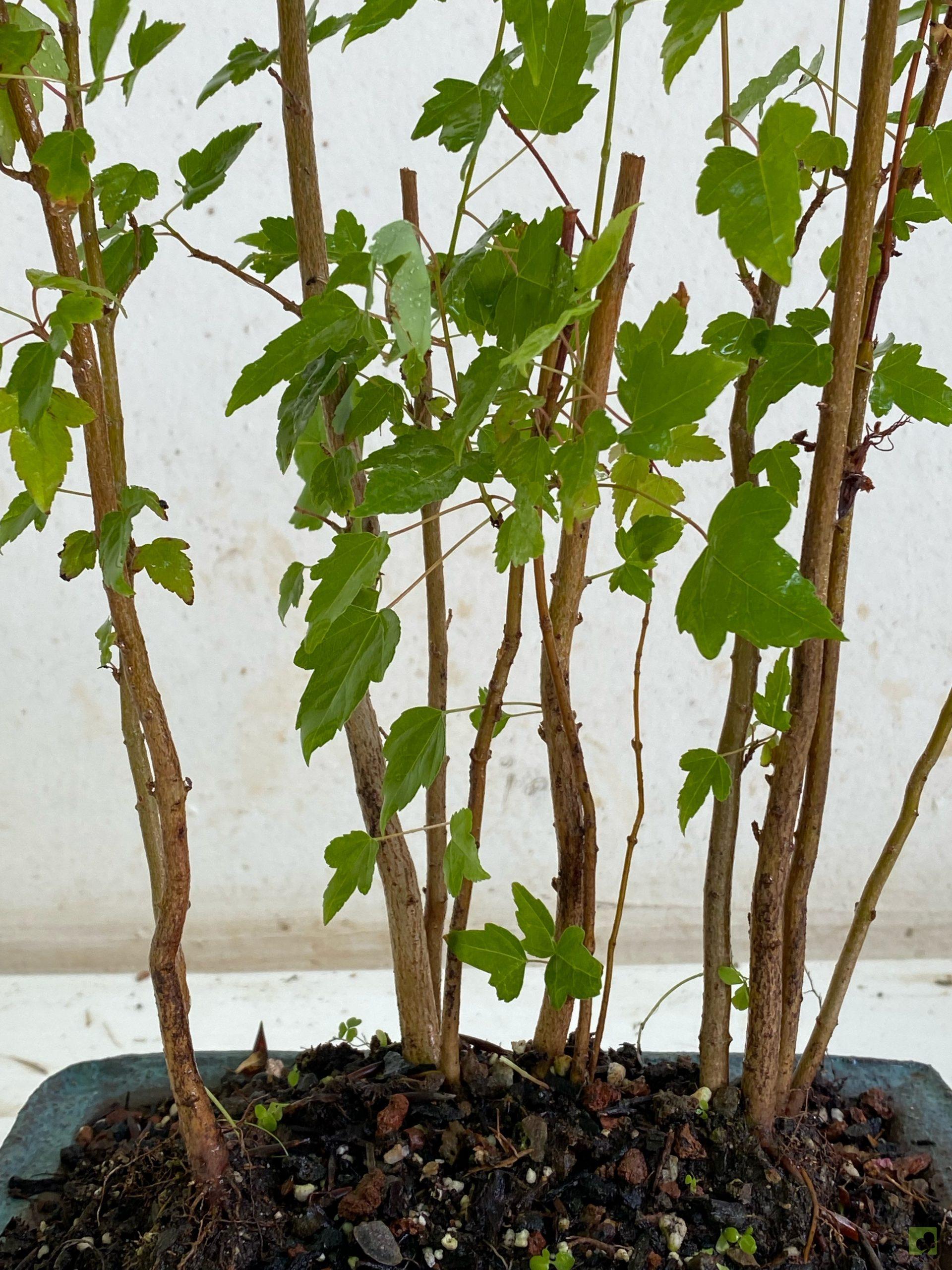 Processed with MOLDIV