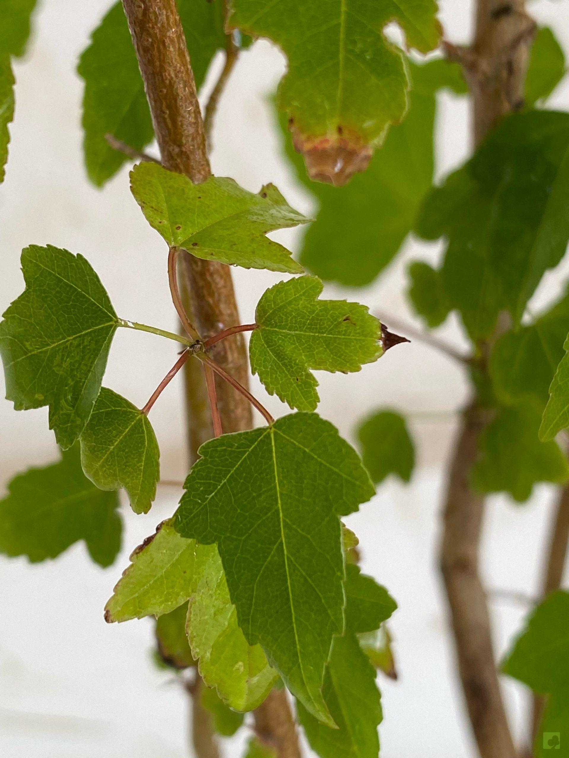 Processed with MOLDIV