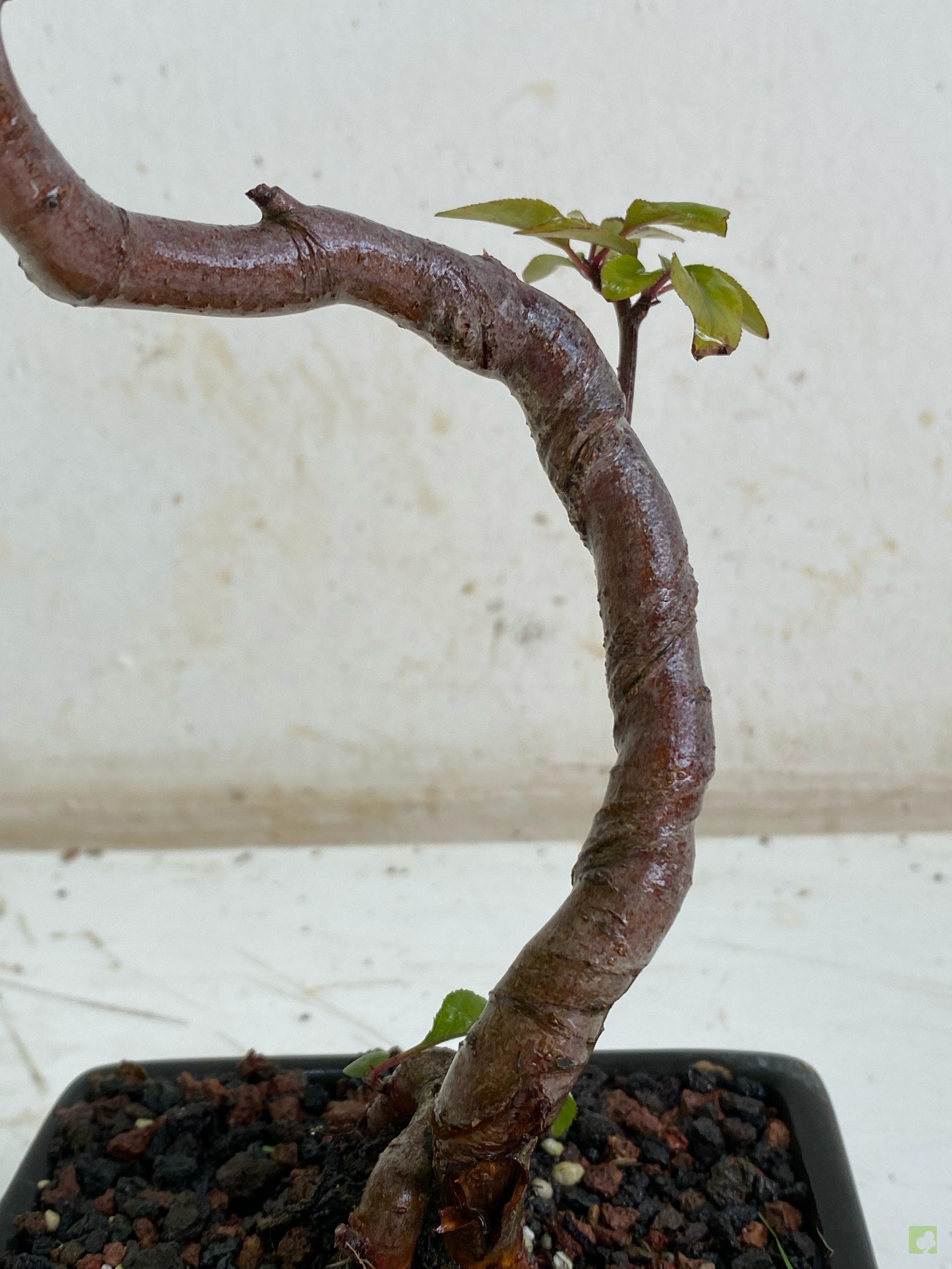 Processed with MOLDIV