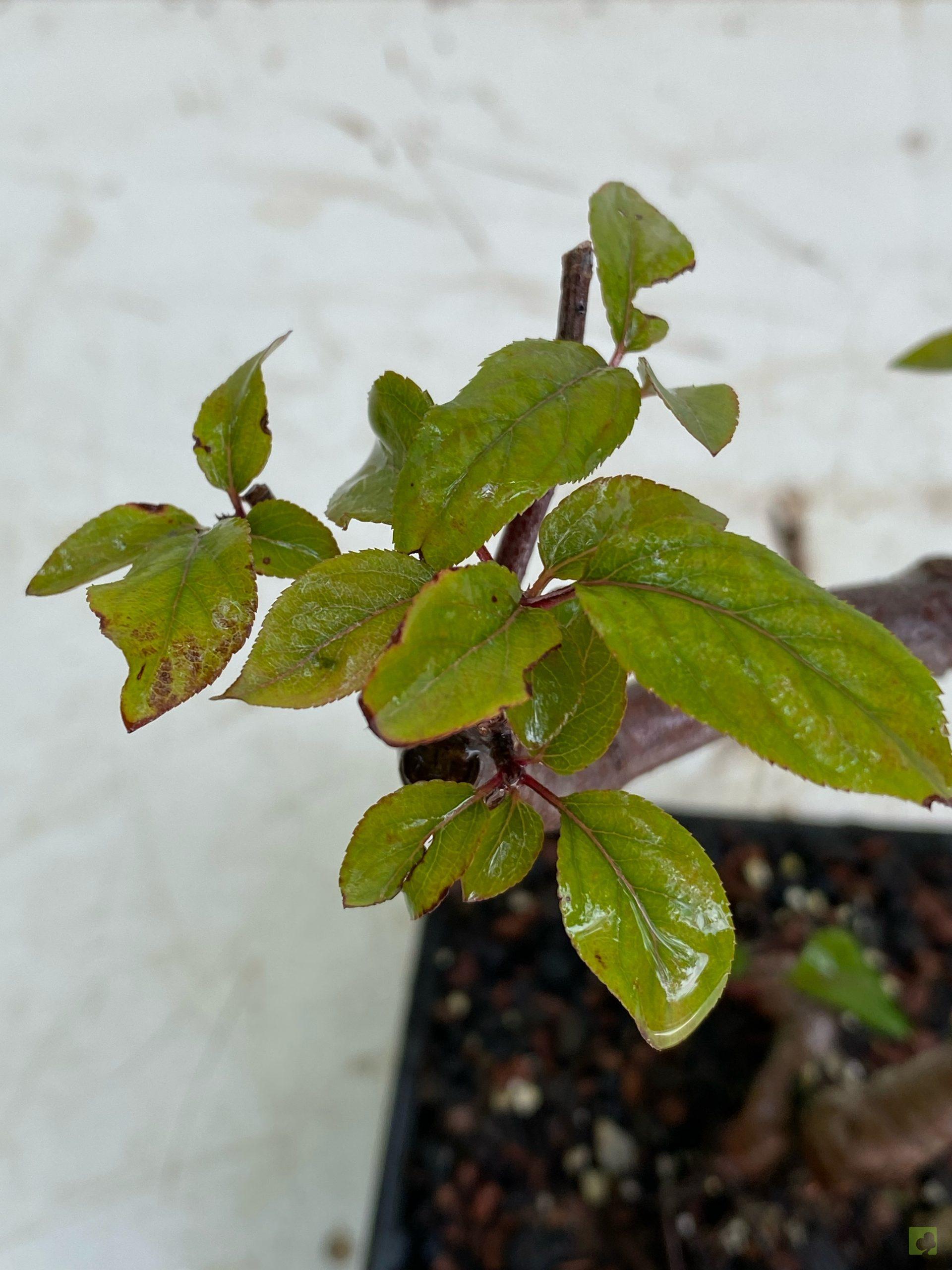 Processed with MOLDIV