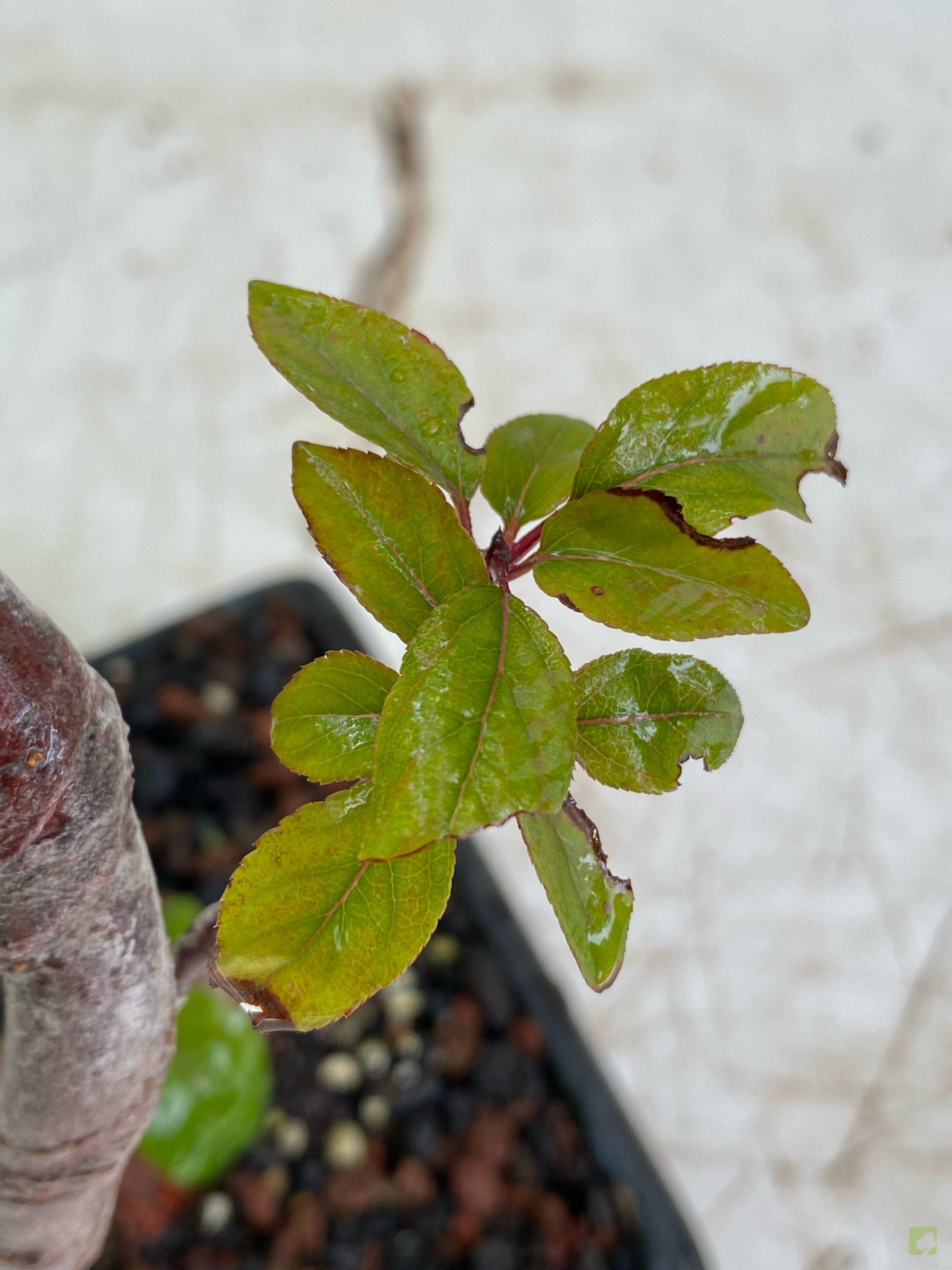 Processed with MOLDIV