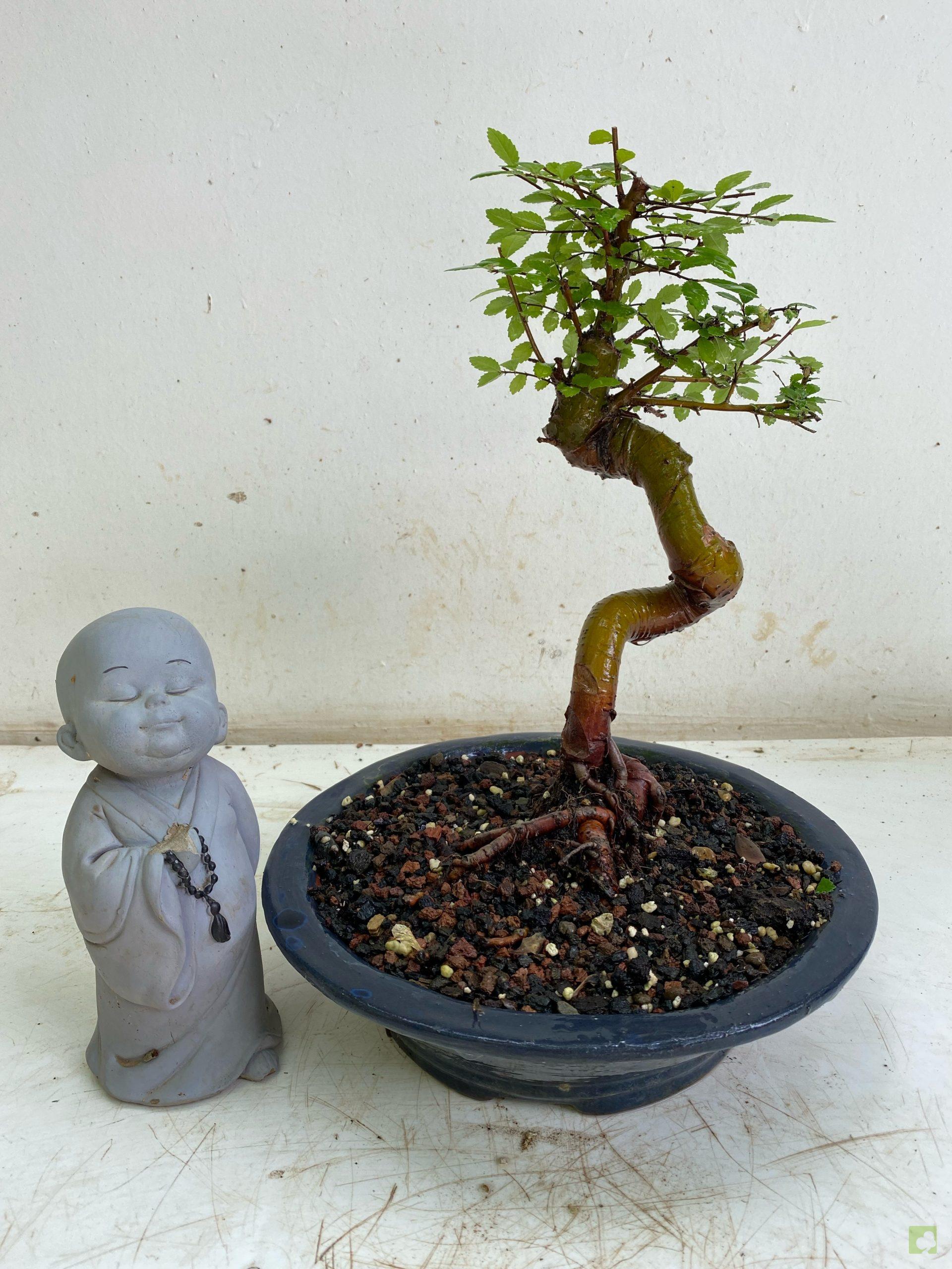 Processed with MOLDIV