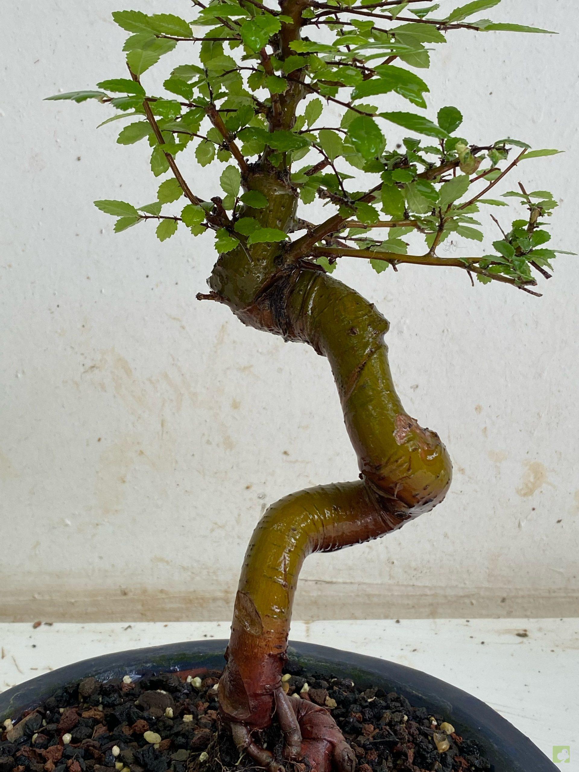 Processed with MOLDIV