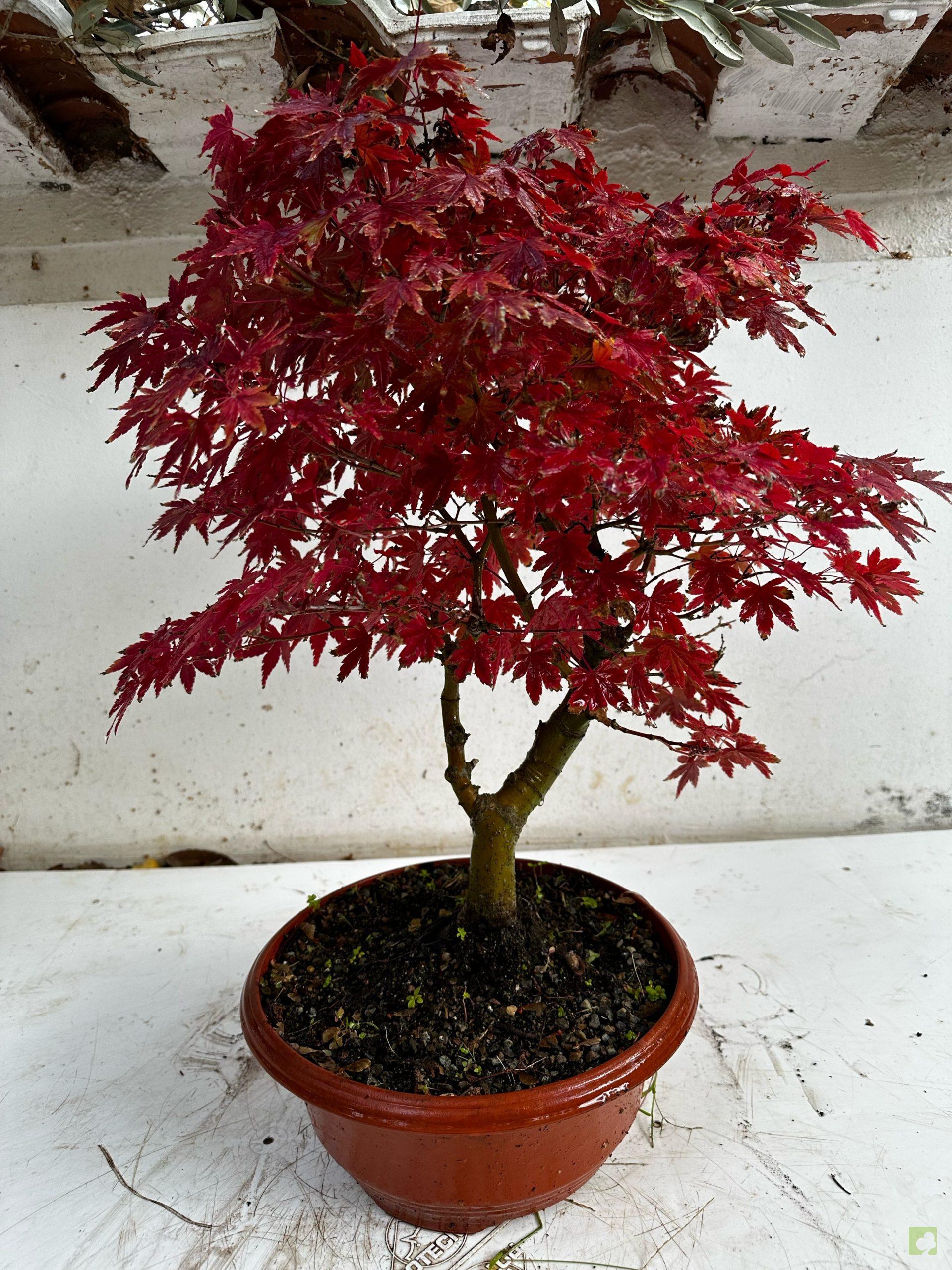 Processed with MOLDIV